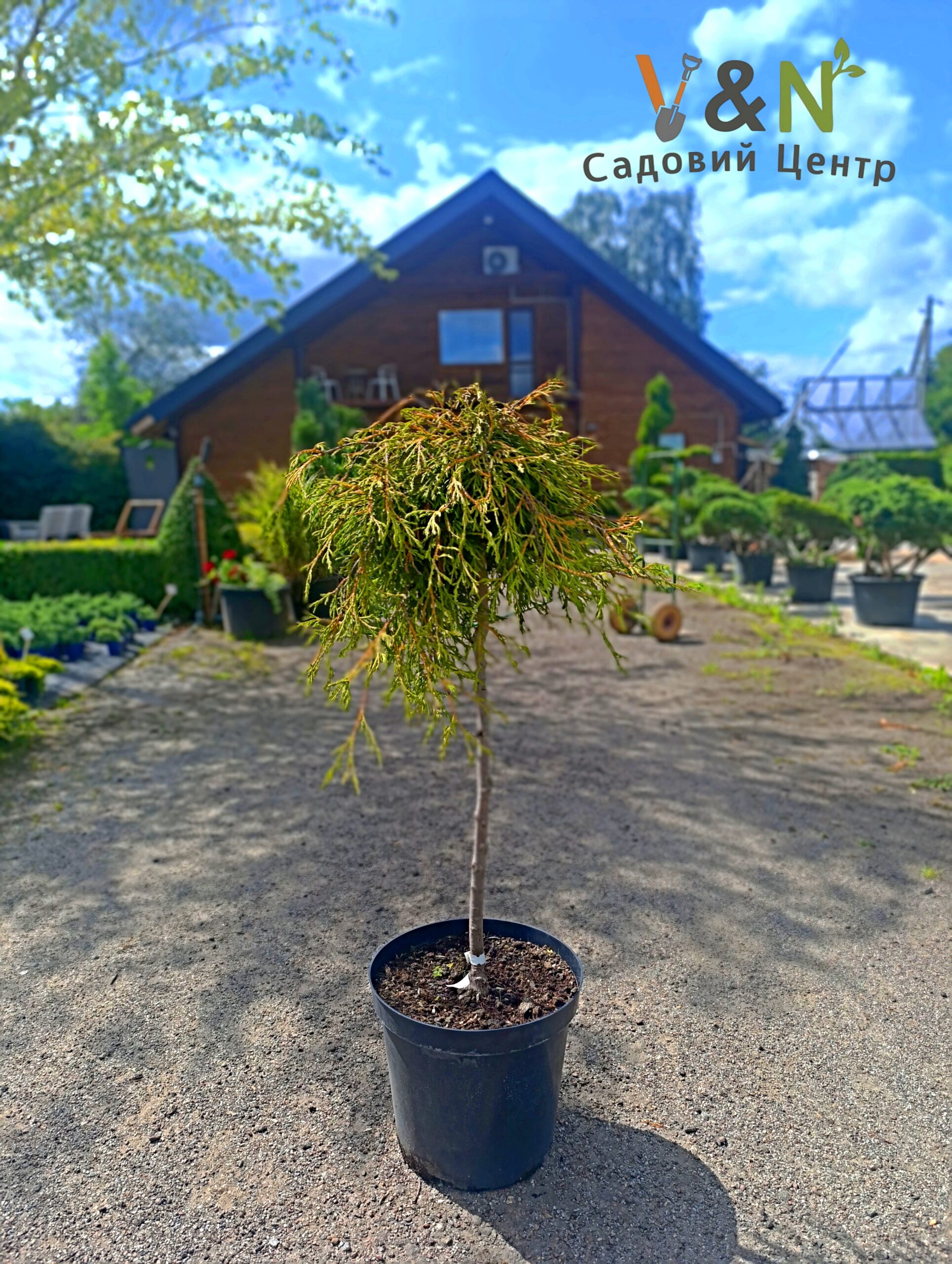 Туя складчаста "Кагерс Б'юті" Thuja plicata Kagers Beauty C20 Pa60