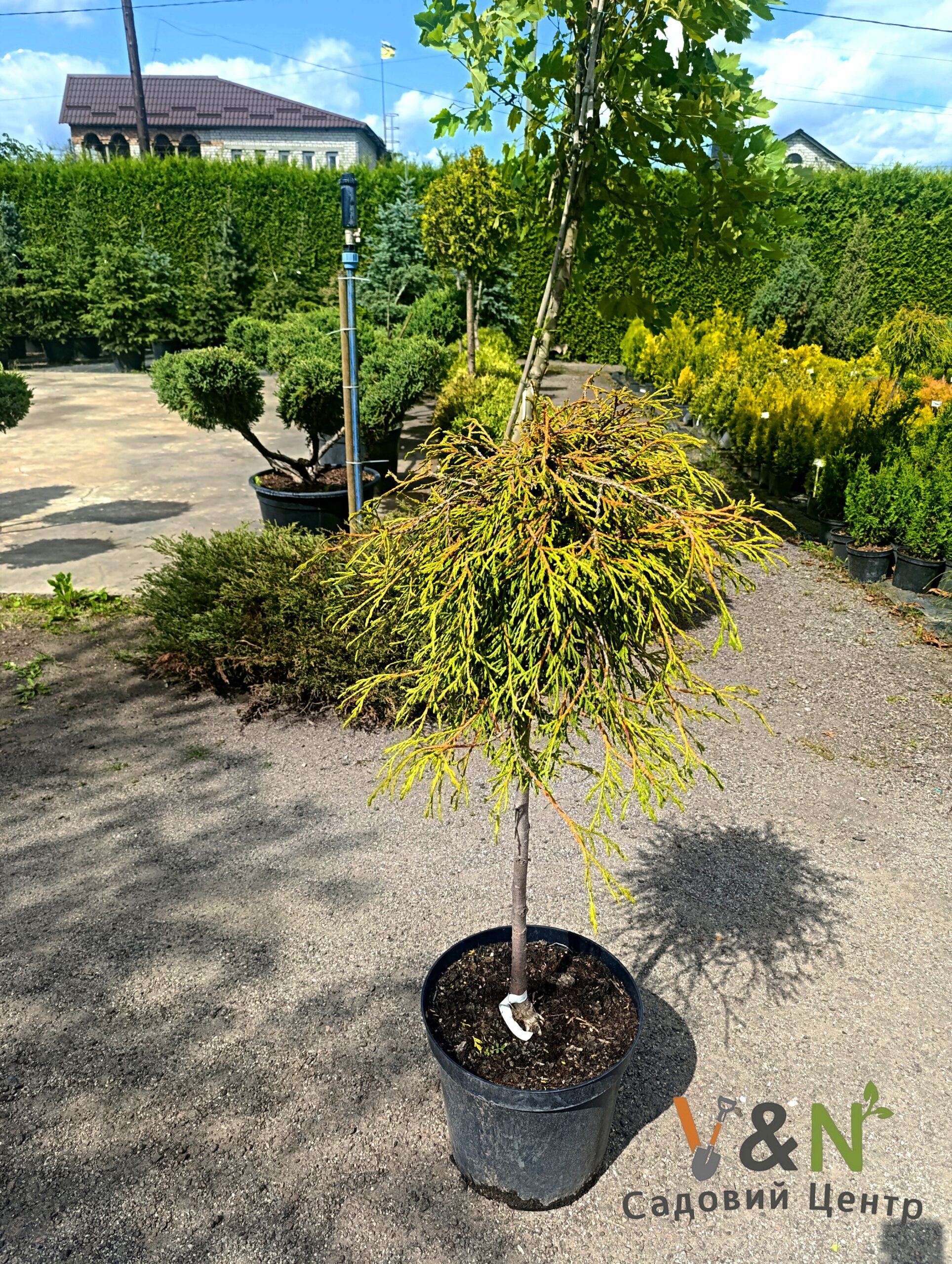 Туя складчаста "Кагерс Б'юті" Thuja plicata Kagers Beauty C20 Pa60 - Зображення 2