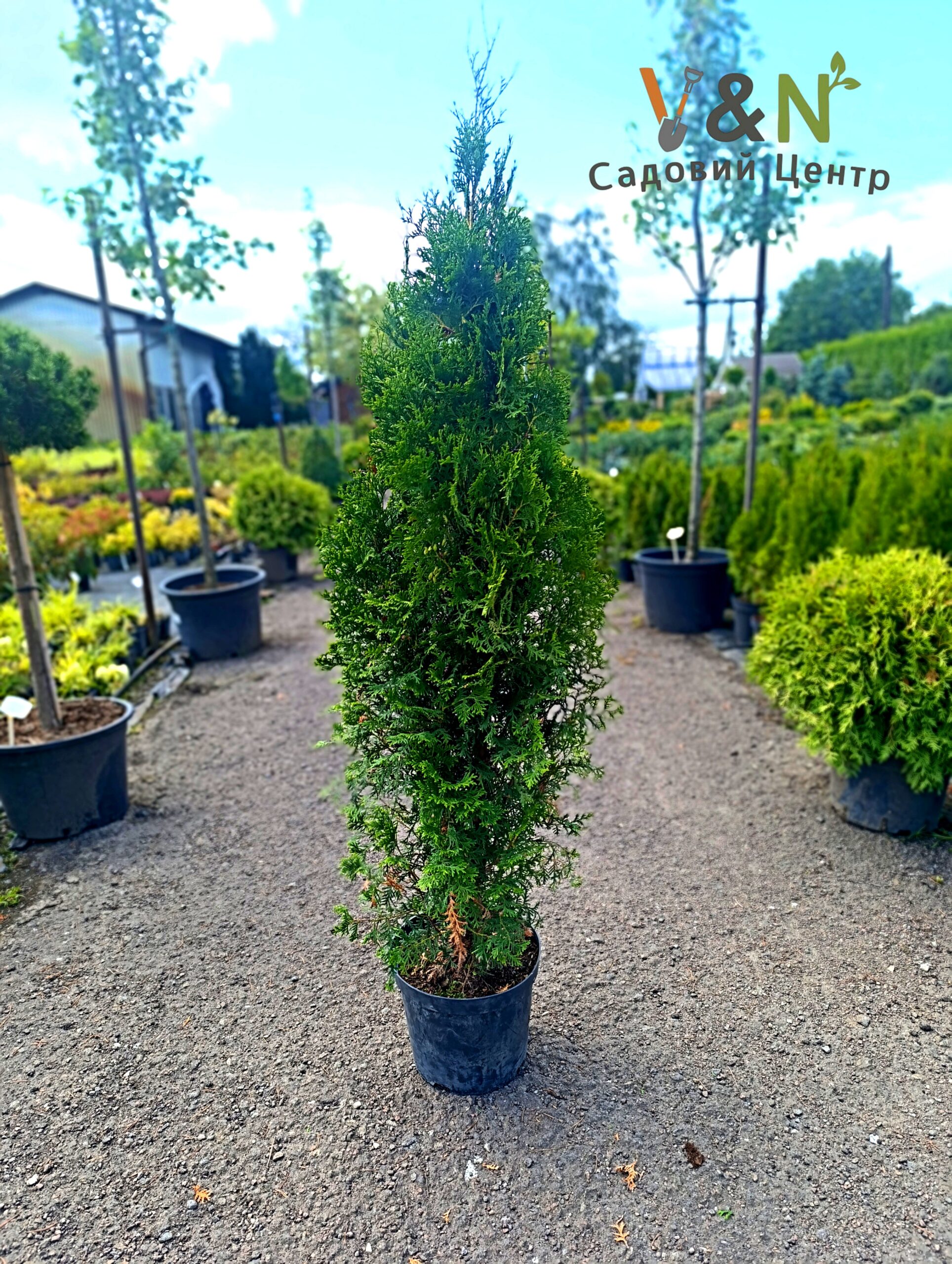 Туя західна "Кінг оф Брабант", Thuja occidentalis "King of Brabant" C3, H60/70