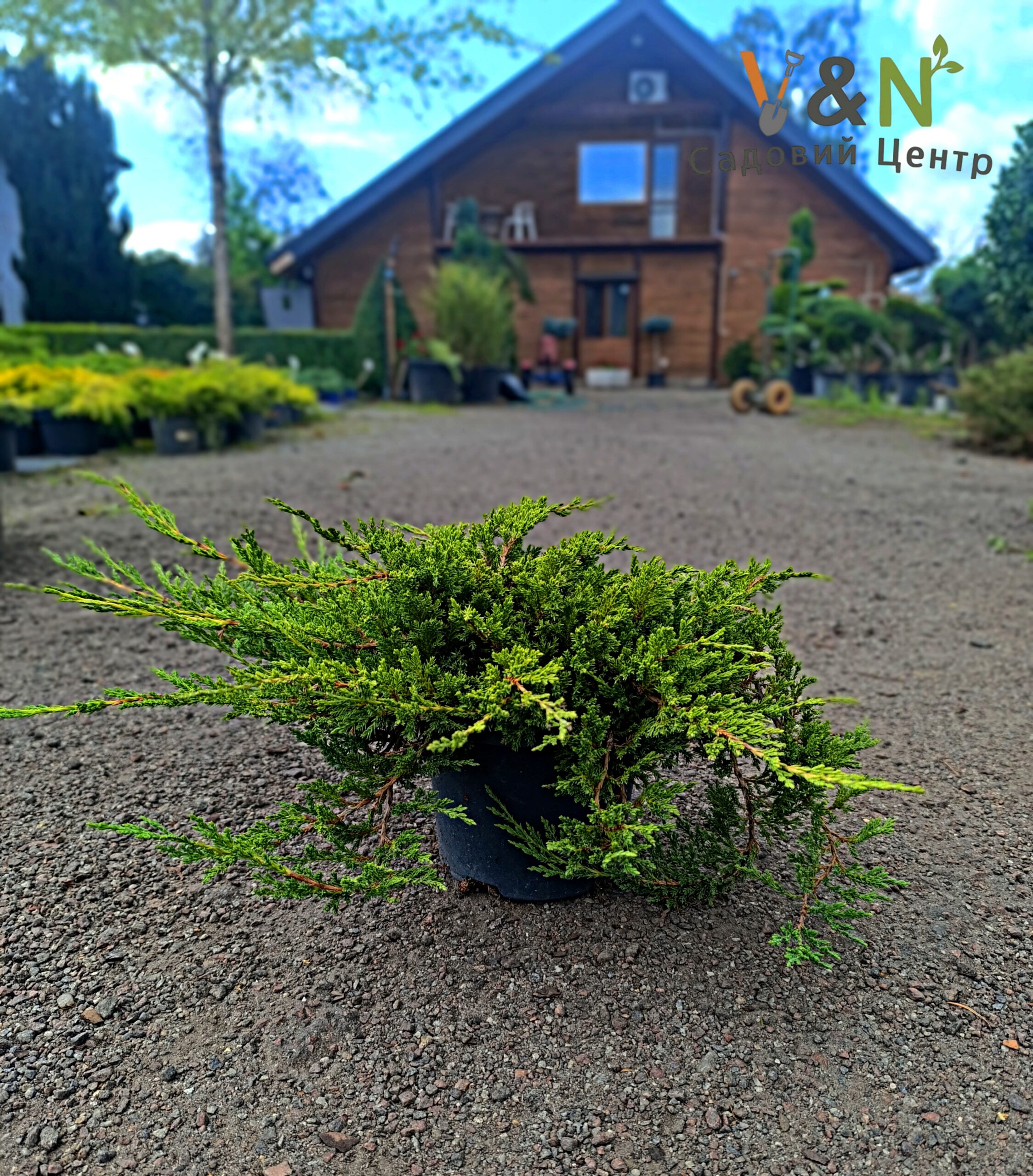 Ялівець горизонтальний 'Принц Уельський', Juniperus horizontalis "Prince of Wales" С7.5 W30/40