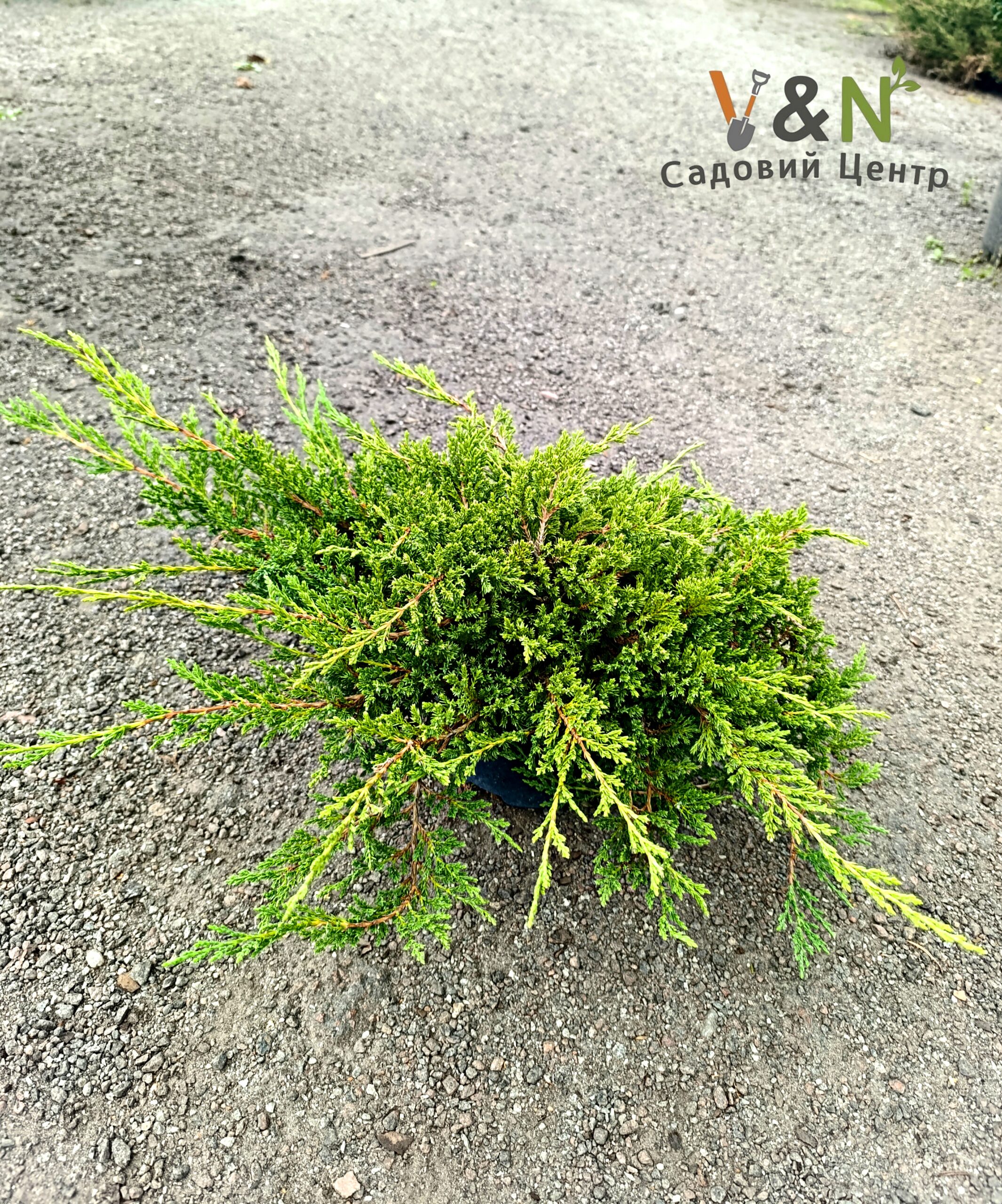 Ялівець горизонтальний 'Принц Уельський', Juniperus horizontalis "Prince of Wales" С7.5 W30/40 - Зображення 2
