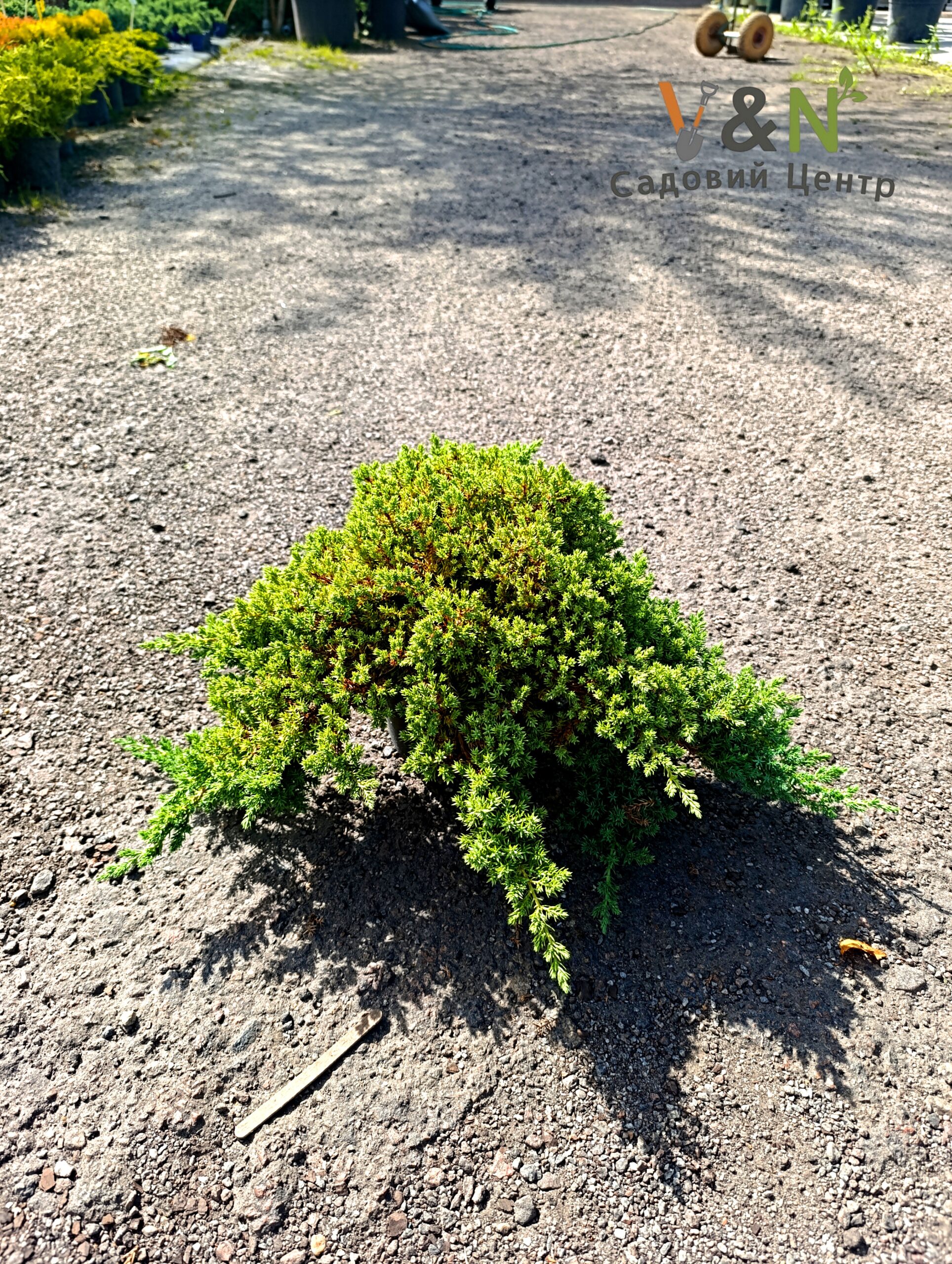 Ялiвець лежачий 'Прокумбенс Нана', Juniperus 'Procumbens Nana' С7.5 Н40/50 - Зображення 2