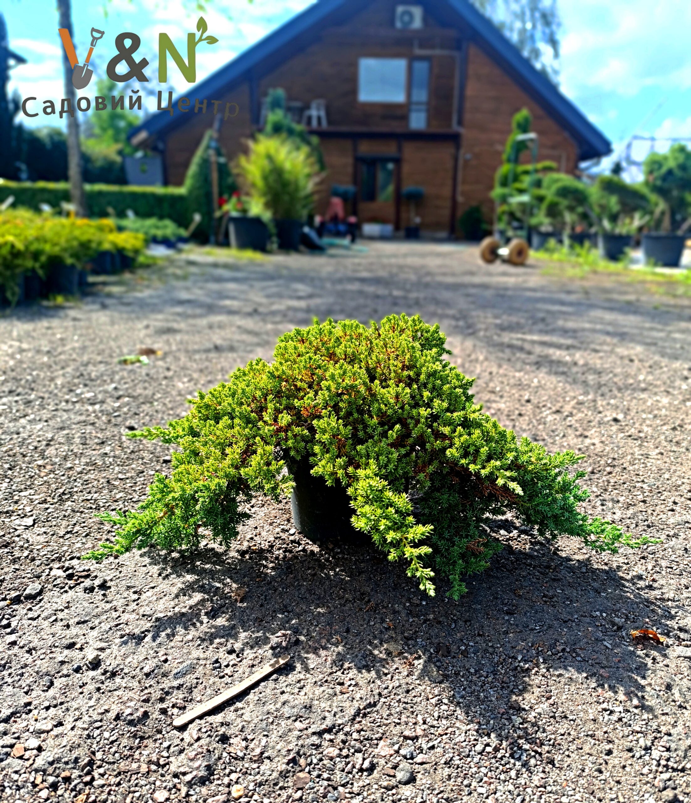 Ялiвець лежачий 'Прокумбенс Нана', Juniperus 'Procumbens Nana' С7.5 Н40/50