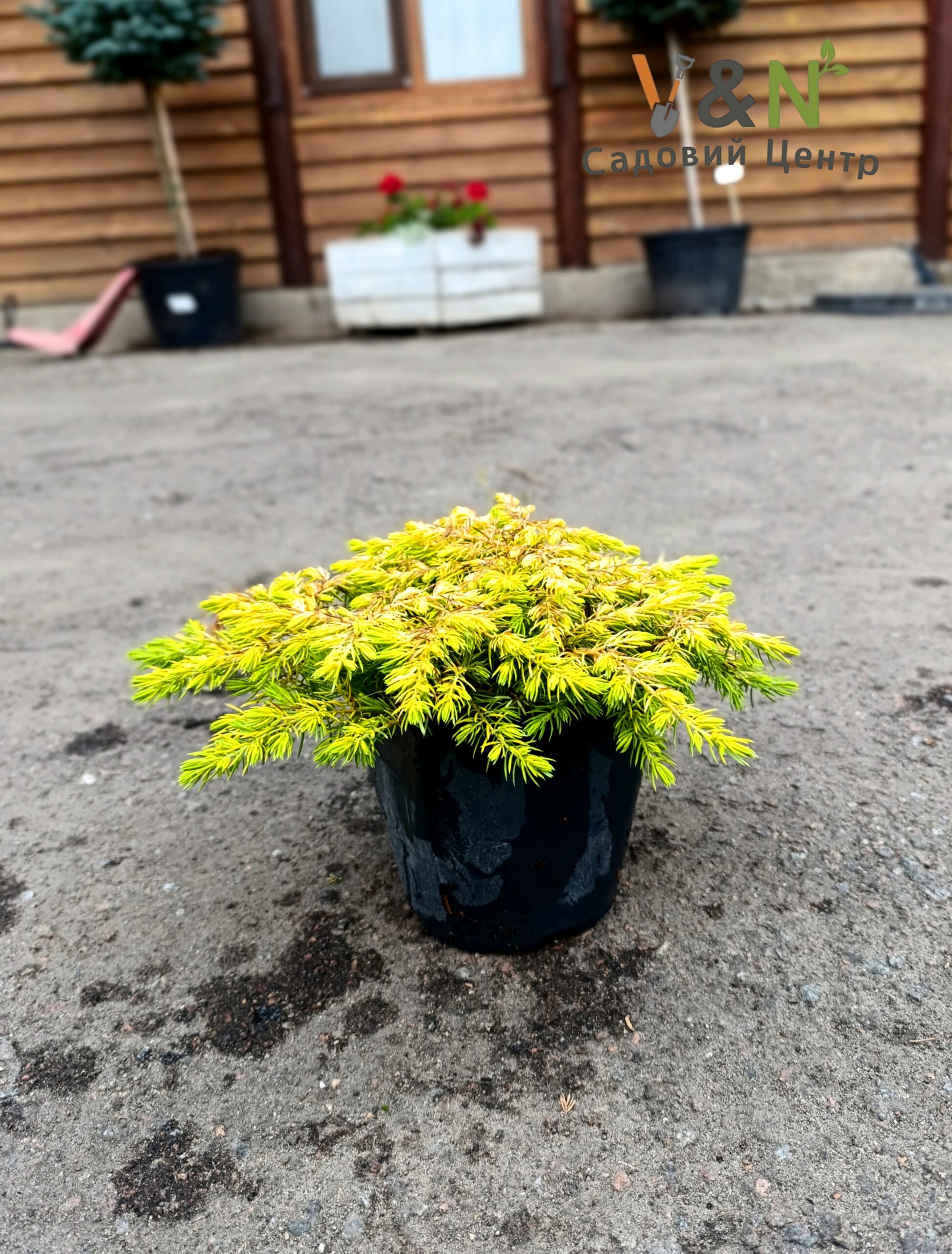 Ялівець прибережний "Алл Голд", Juniperus conferta All Gold C2, W20-25 - Зображення 2
