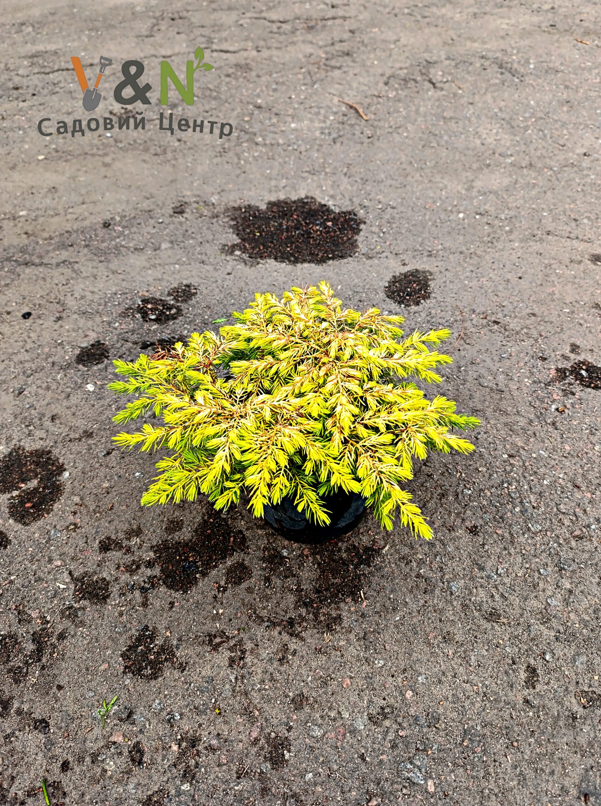 Ялівець прибережний "Алл Голд", Juniperus conferta All Gold C2, W20-25 - Зображення 3
