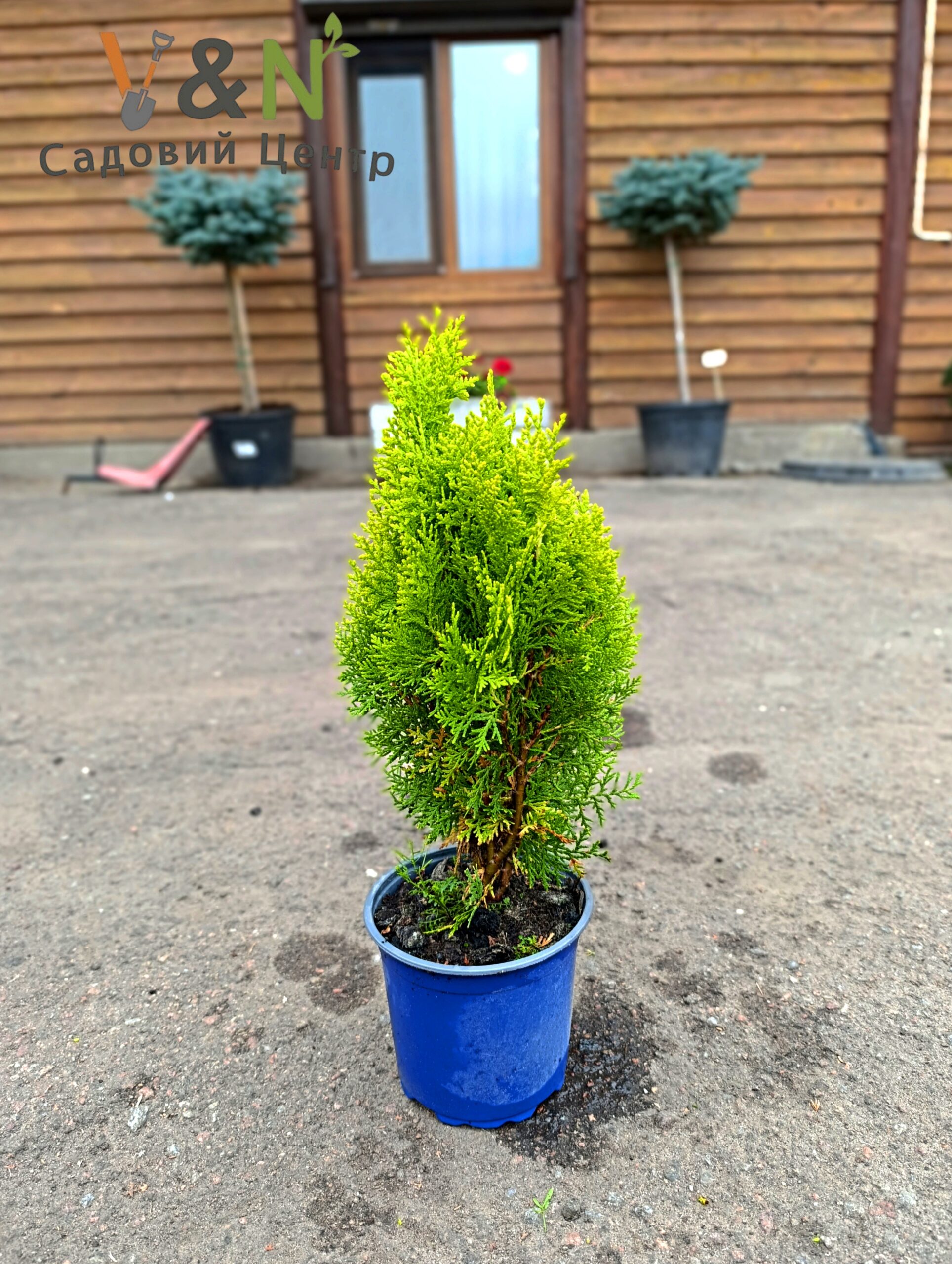 Туя східна "Ауреа Нана", Thuja orientalis 'Aurea Nana' С3 Н35/40 - Зображення 2