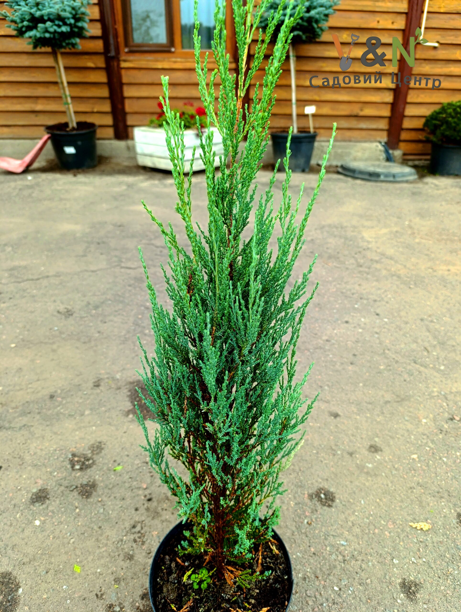 Ялівець скельний 'Блу Ерроу', Juniperus scopulorum 'Blue Arrow' С15 Н100/110 - Зображення 2