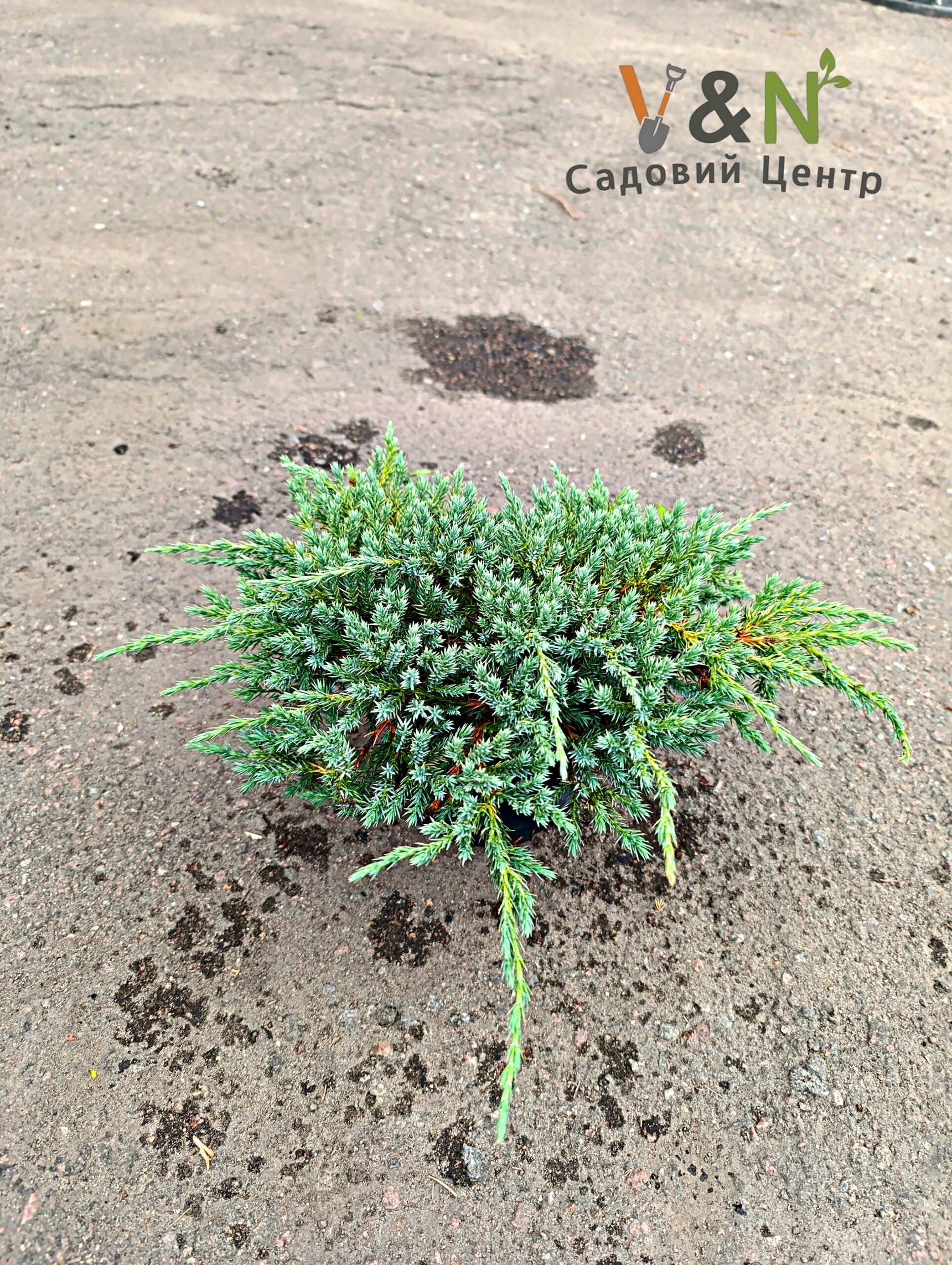 Ялівець лускатий Блю Карпет, Juniperus squamata Blue Carpet С5 W20-30 - Зображення 2