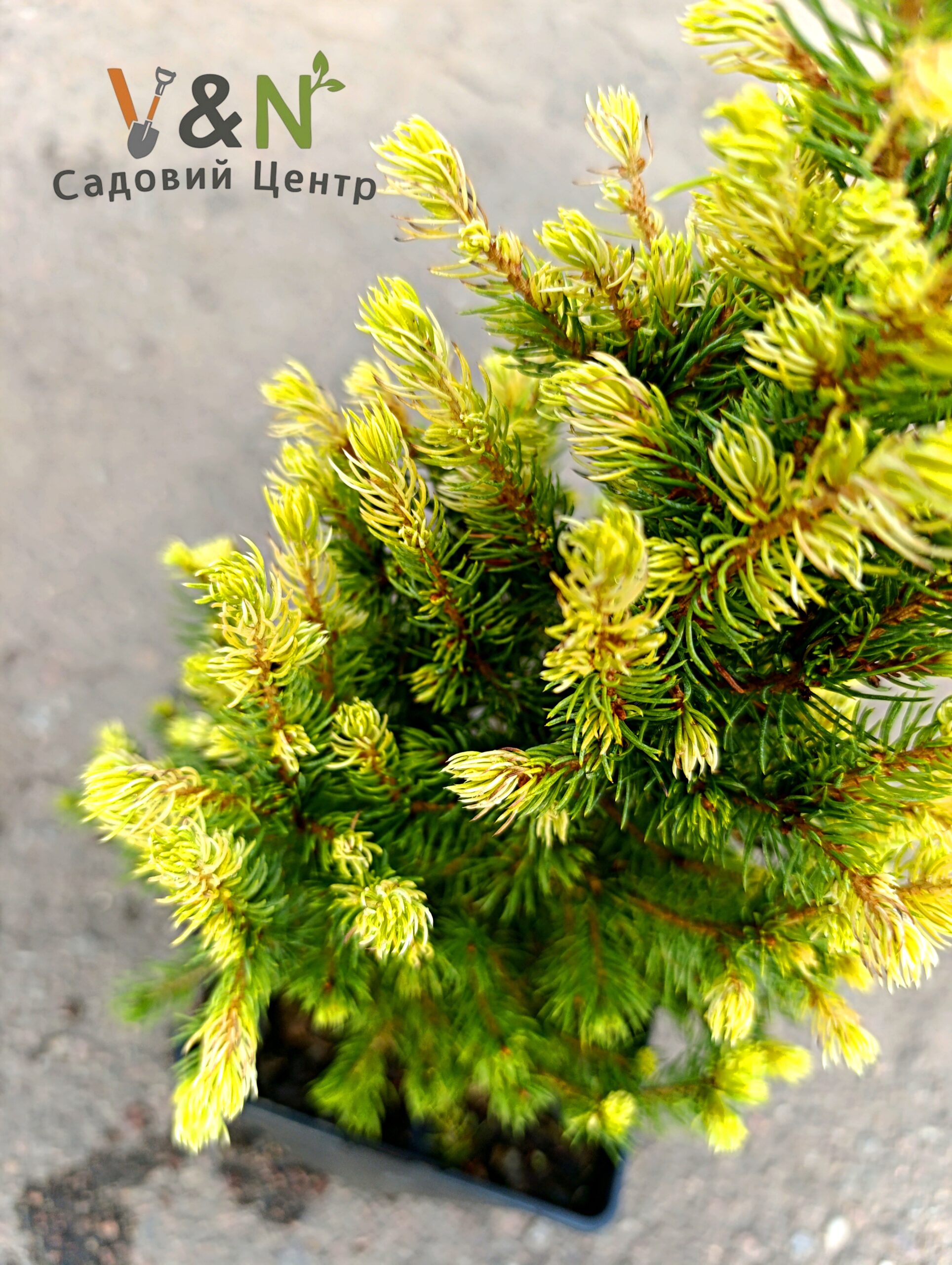 Ялина канадська 'Рейнбоуз Енд', Picea glauca 'Rainbow's End' C3, H20-25 - Зображення 2