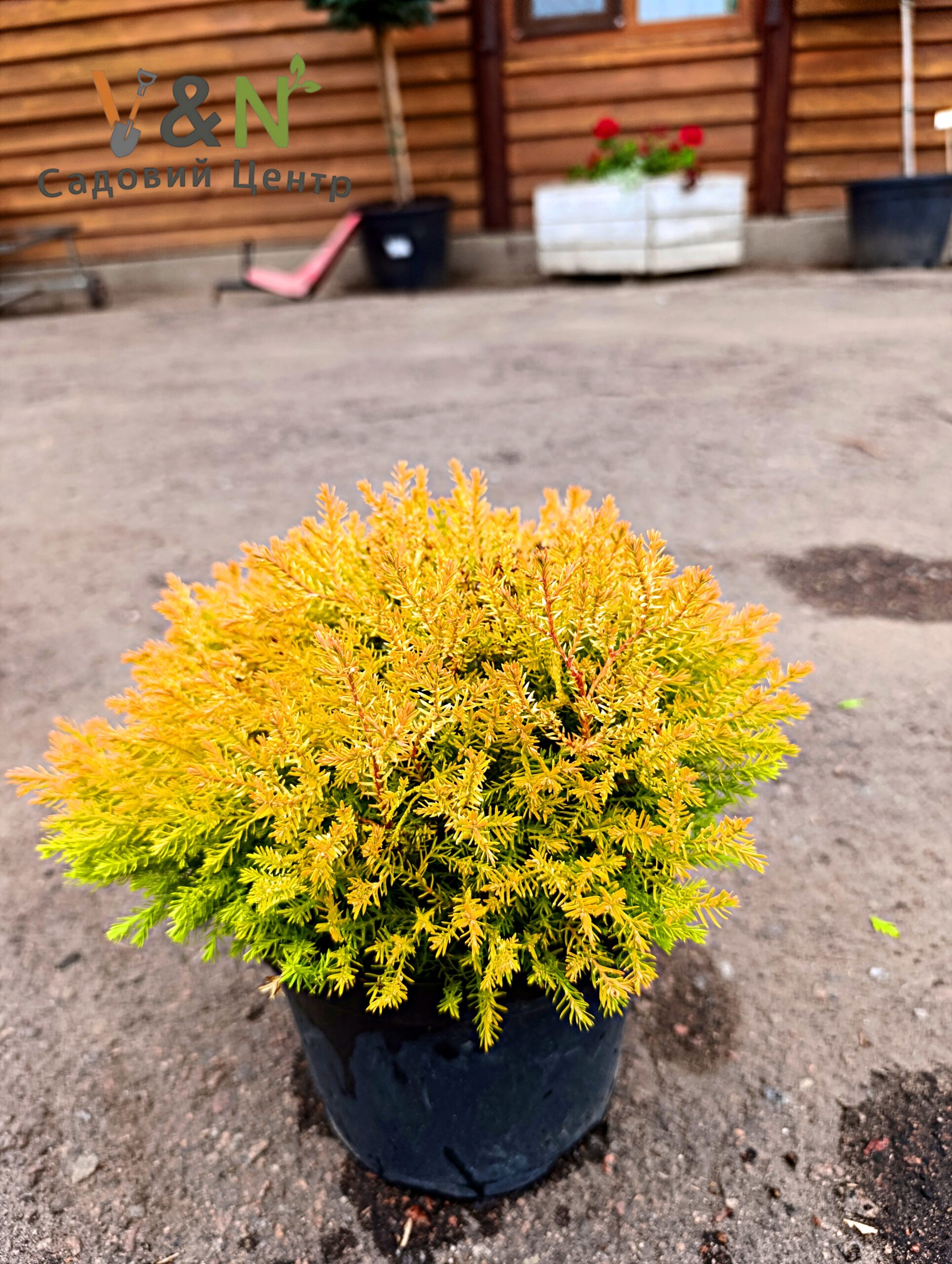 Туя західна "Рейнголд", Thuja occidentalis Rheingold С7,5 Н60