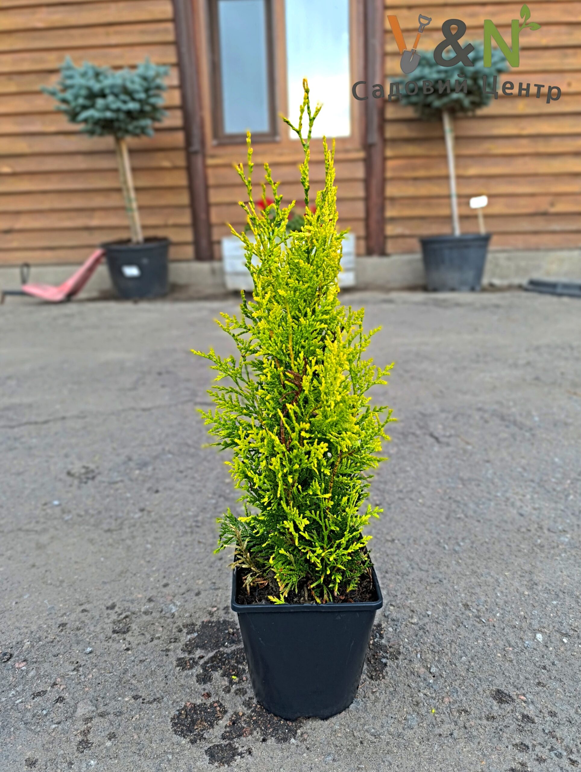 Туя західна "Саланд", Thuja occidentalis Salland C7,5 H90
