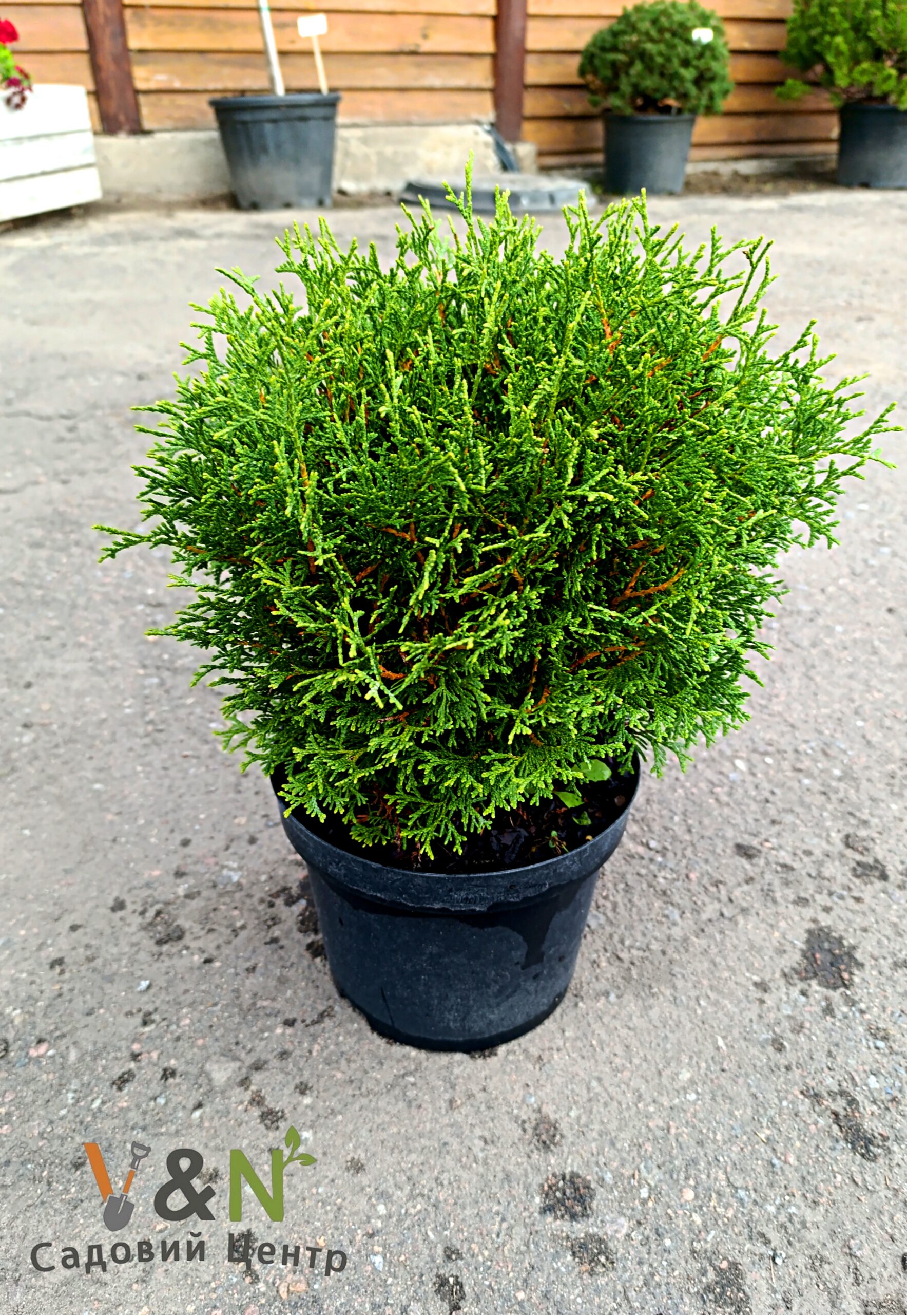 Туя західна "Тіні Тім", Thuja occidentalis Tiny Tim С5 Н30/35 - Зображення 2