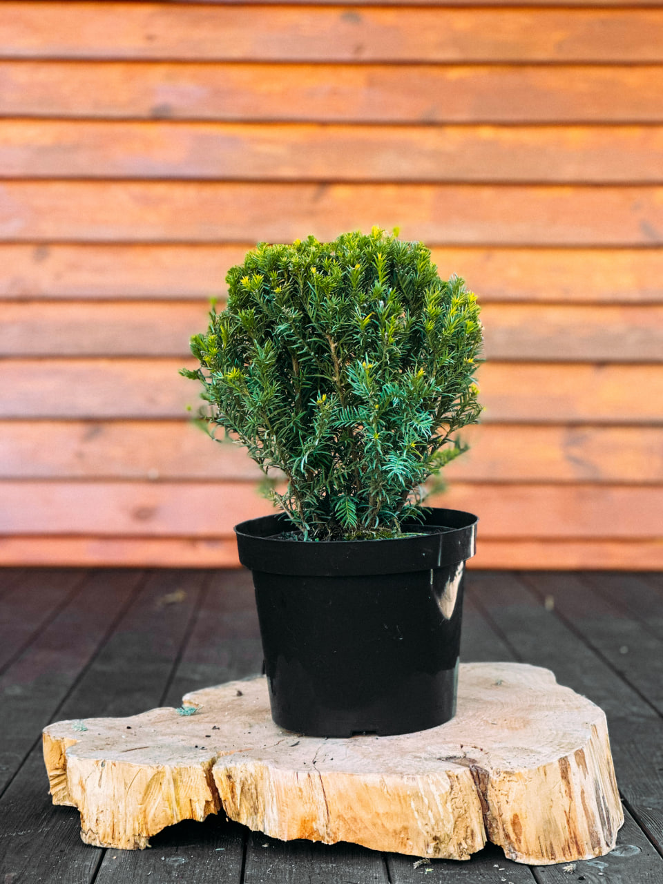 Тис середній "Гроенланд" ( форма шару ), Taxus media "Groenland" C5, D30+