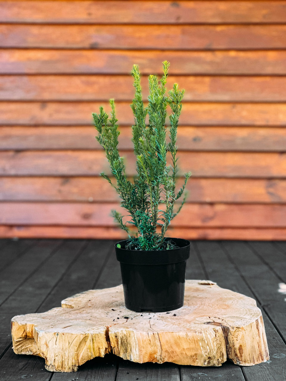 Тис середній 'Хіксіі', Taxus media 'Hicksii' С5 Н30/40