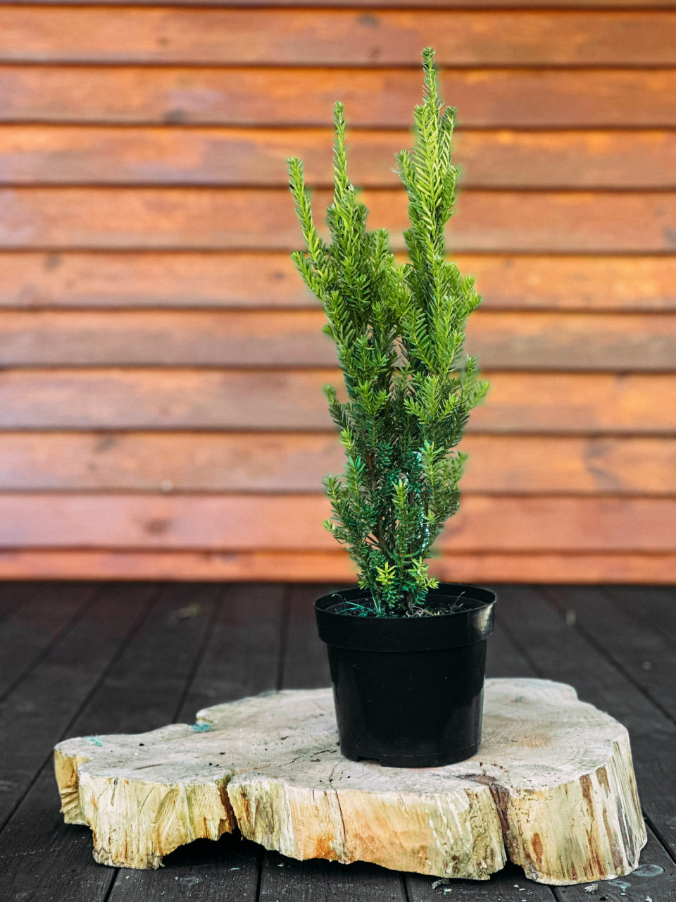 Тис середній 'Хіксіі', Taxus media 'Hicksii' С10 Н60/70