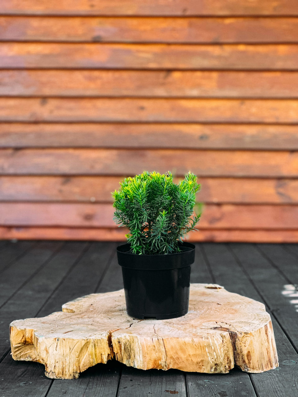 Тис середній 'Денсіформіс', Taxus media 'Densiformis' С2 Н20/25