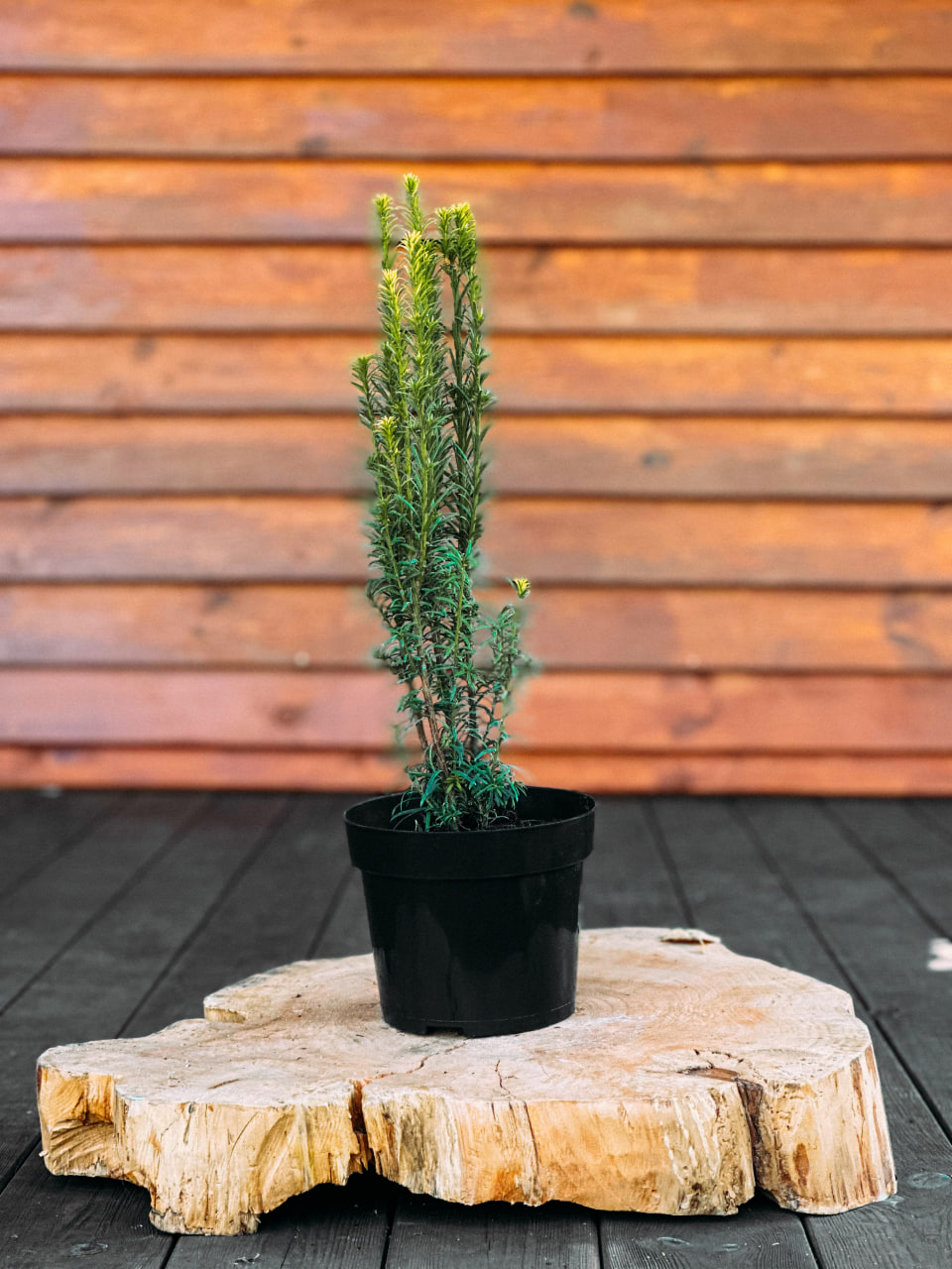 Тис середній 'Фастігіата Робуста', Taxus media 'Fastigiata Robusta' С2 Н30+