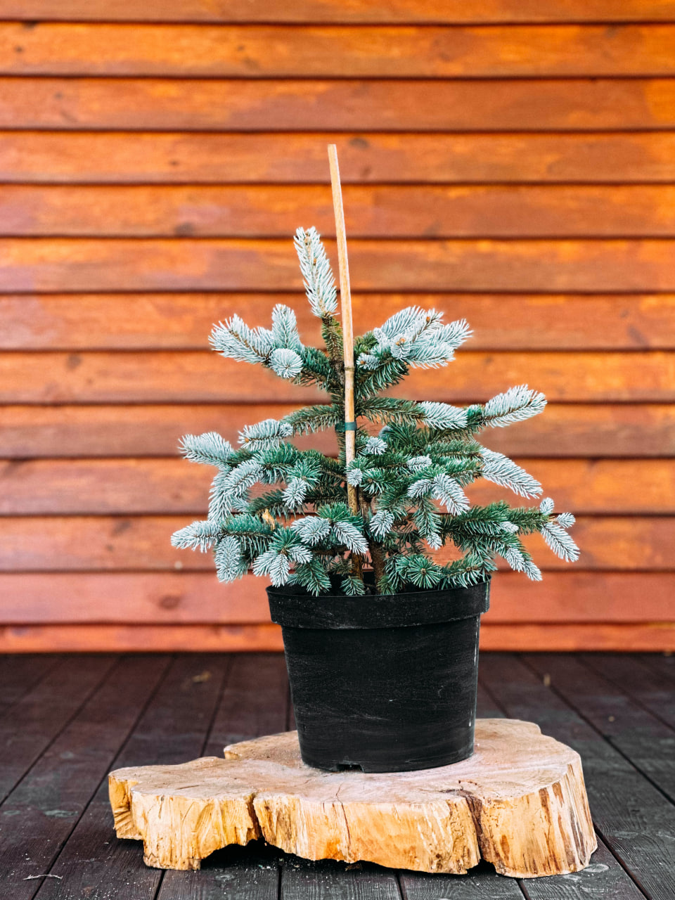 Ялина колюча 'Хупсі', Picea pungens 'Hoopsi' С12 Н50/60