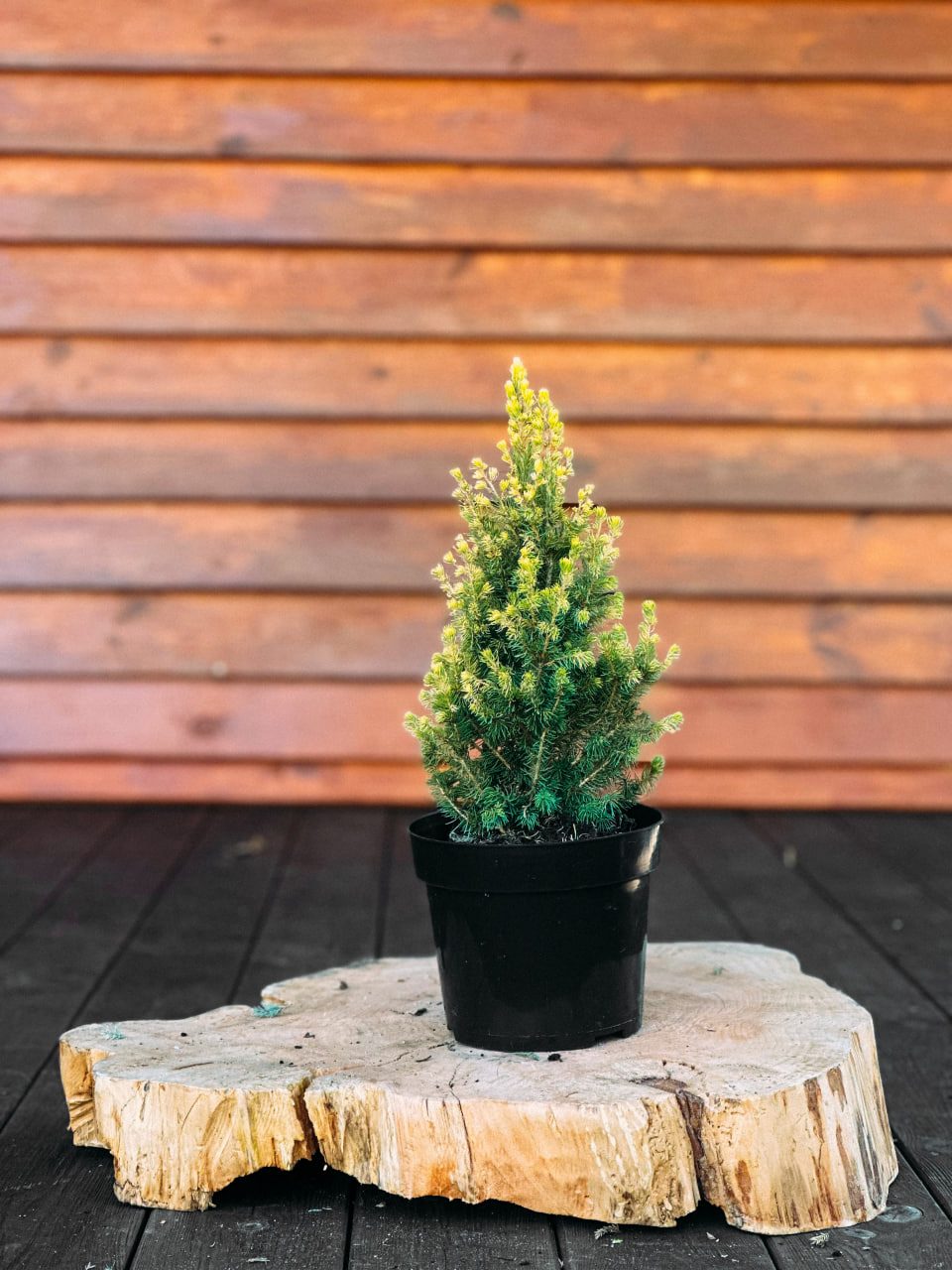 Ялина канадська 'Рейнбоуз Енд', Picea glauca 'Rainbow's End' C3, H20-25