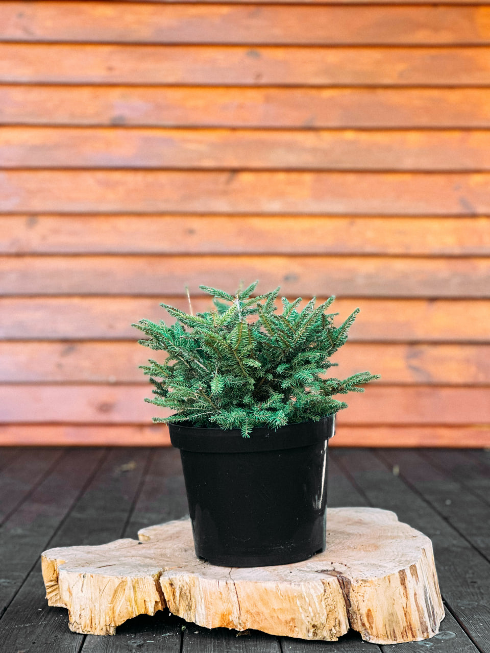 Ялина звичайна 'Нідіформіс', Picea abies 'Nidiformis' С5 Н30.