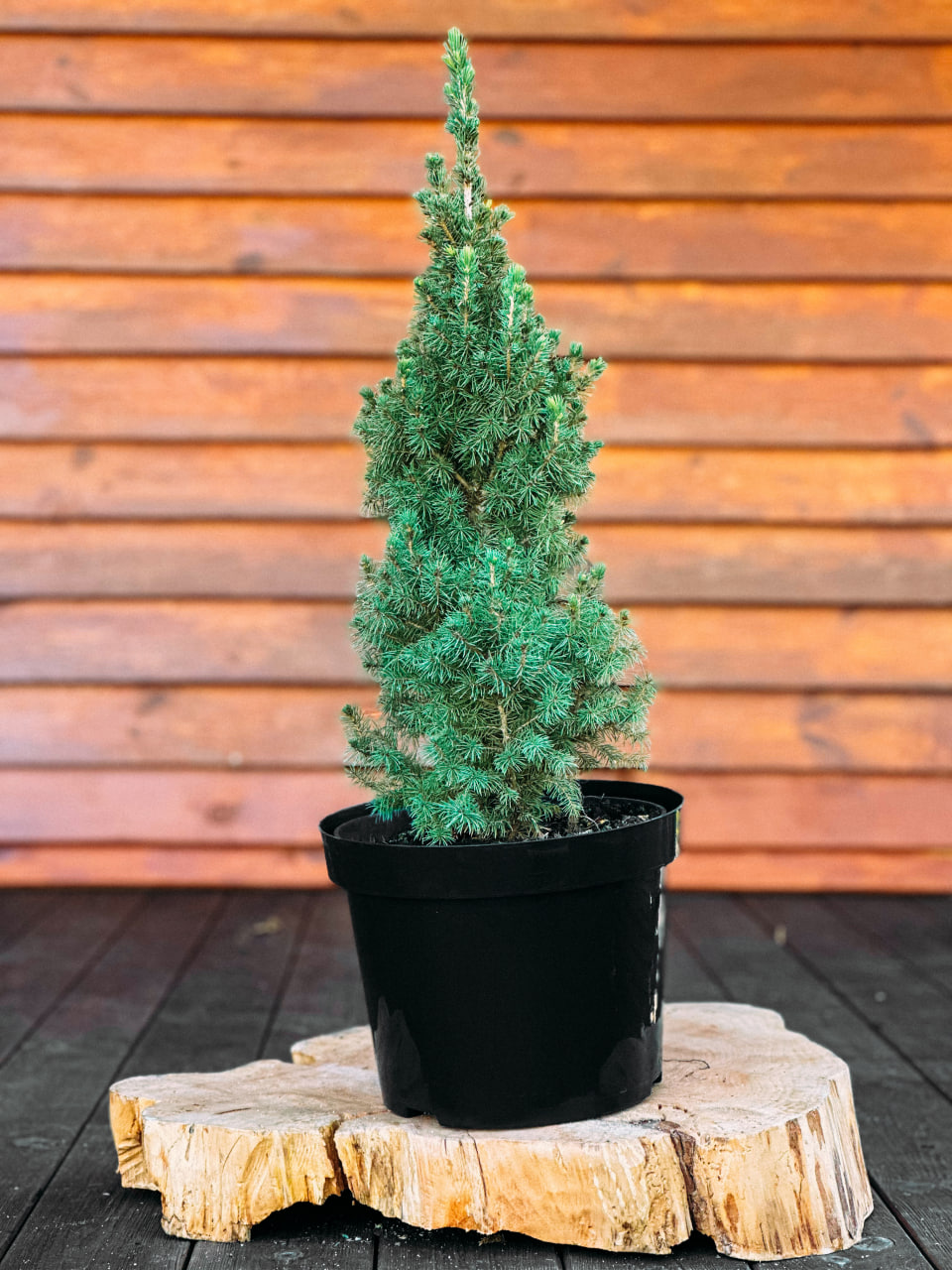 Ялина канадська 'Сандерс Блю', Picea glauca 'Sanders Blue' С7.5 Н25/30