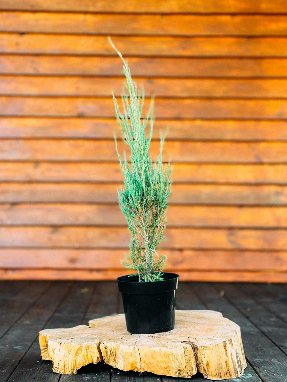 Ялівець скельний 'Блу Ерроу', Juniperus scopulorum 'Blue Arrow' ( С2 Н35/40 )