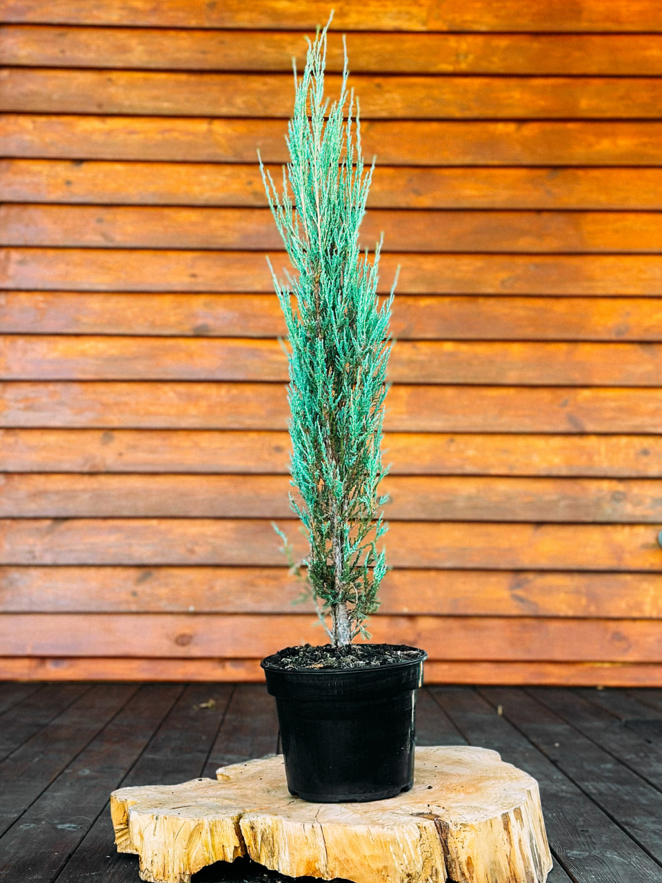 Ялівець скельний 'Блу Ерроу', Juniperus scopulorum 'Blue Arrow' С15 Н100/110