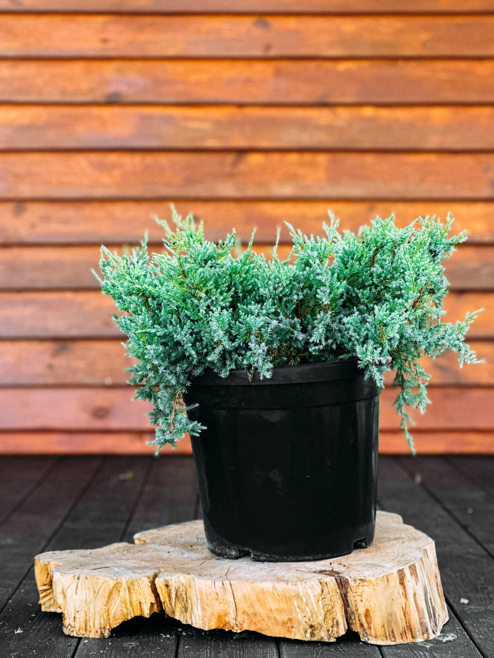 Ялівець лускатий 'Холгер', Juniperus squamata 'Holger' C5 W40/50