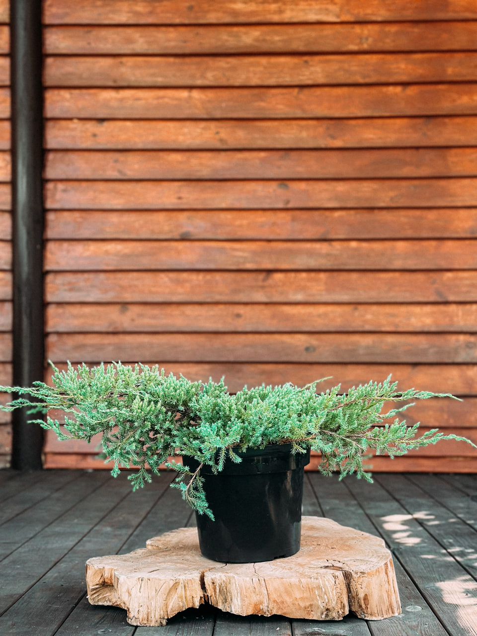 Ялівець лускатий Блю Карпет, Juniperus squamata Blue Carpet C10 W70/80