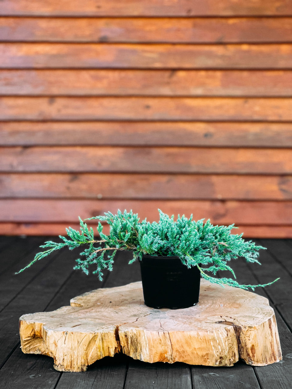 Ялівець лускатий Блю Карпет, Juniperus squamata Blue Carpet С5 W20-30