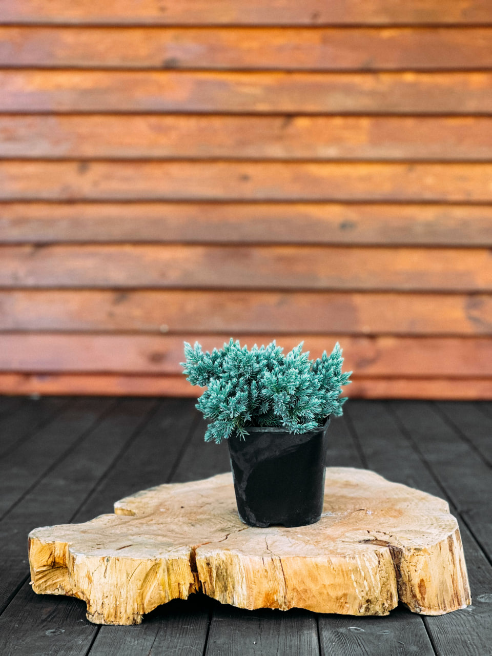 Ялівець лускатий "Блю Стар", Juniperus squamata Blue Star С3 Н20+