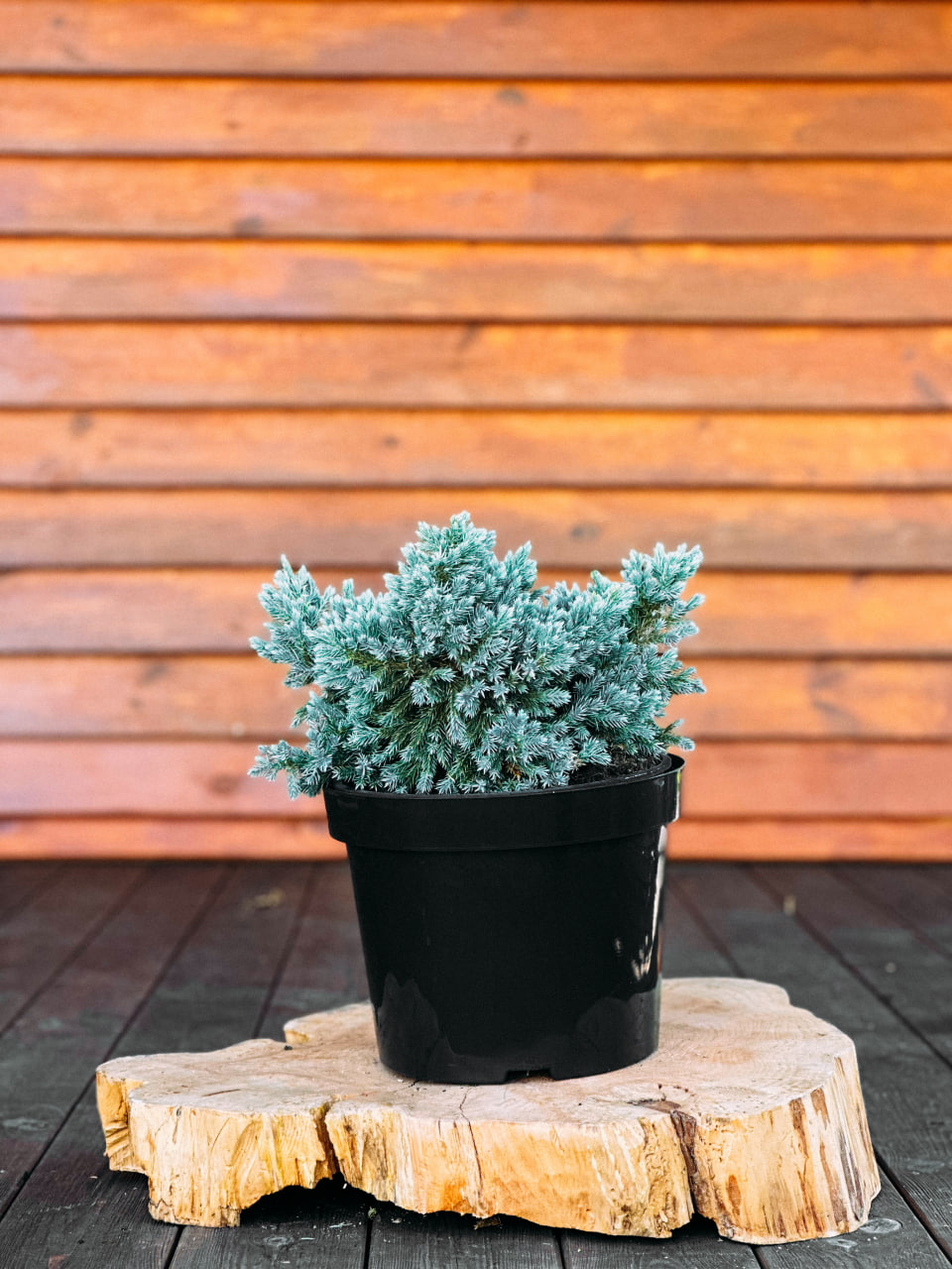 Ялівець лускатий "Блю Стар", Juniperus squamata Blue Star C5 H10/15 W30