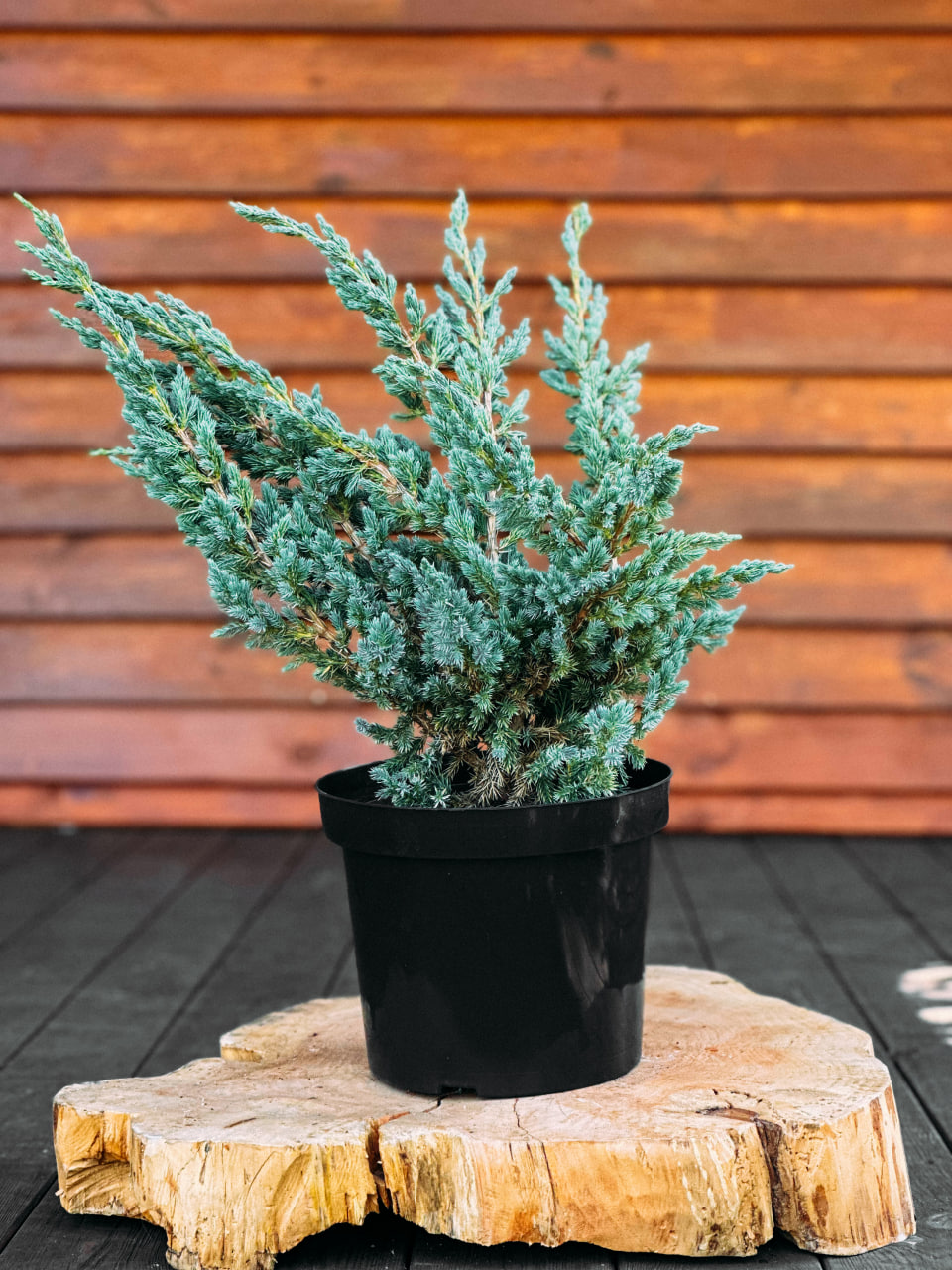 Ялівець лускатий 'Меєрі', Juniperus squamata 'Meyeri' С7.5 Н40/60