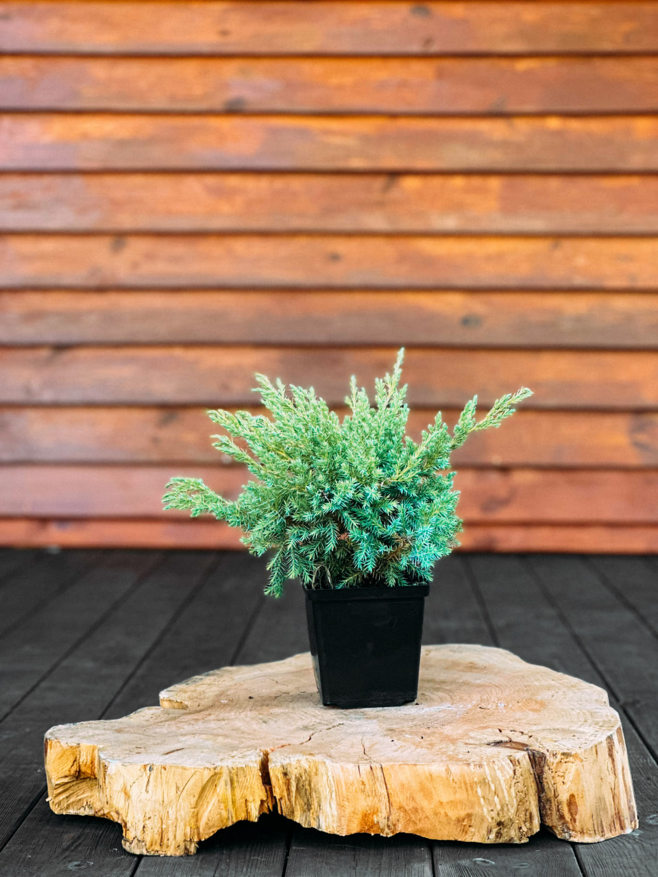 Ялівець лускатий 'Блю Свід', Juniperus squamata Blue Swede С3 W25/30