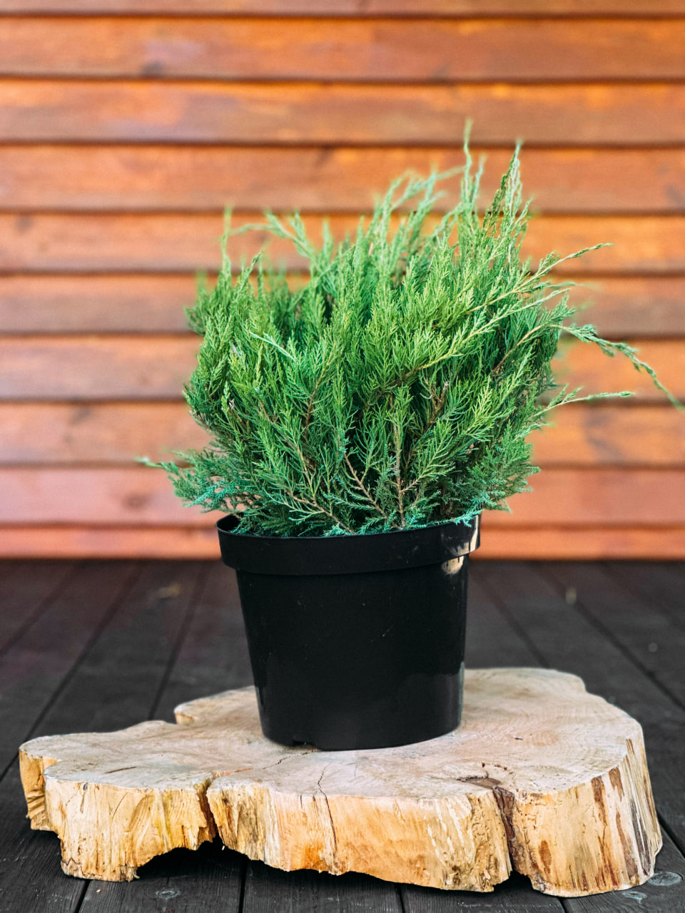 Ялівець середній 'Мінт Джулеп', Juniperus pfitzeriana 'Mint Julep' С5 Н20/25