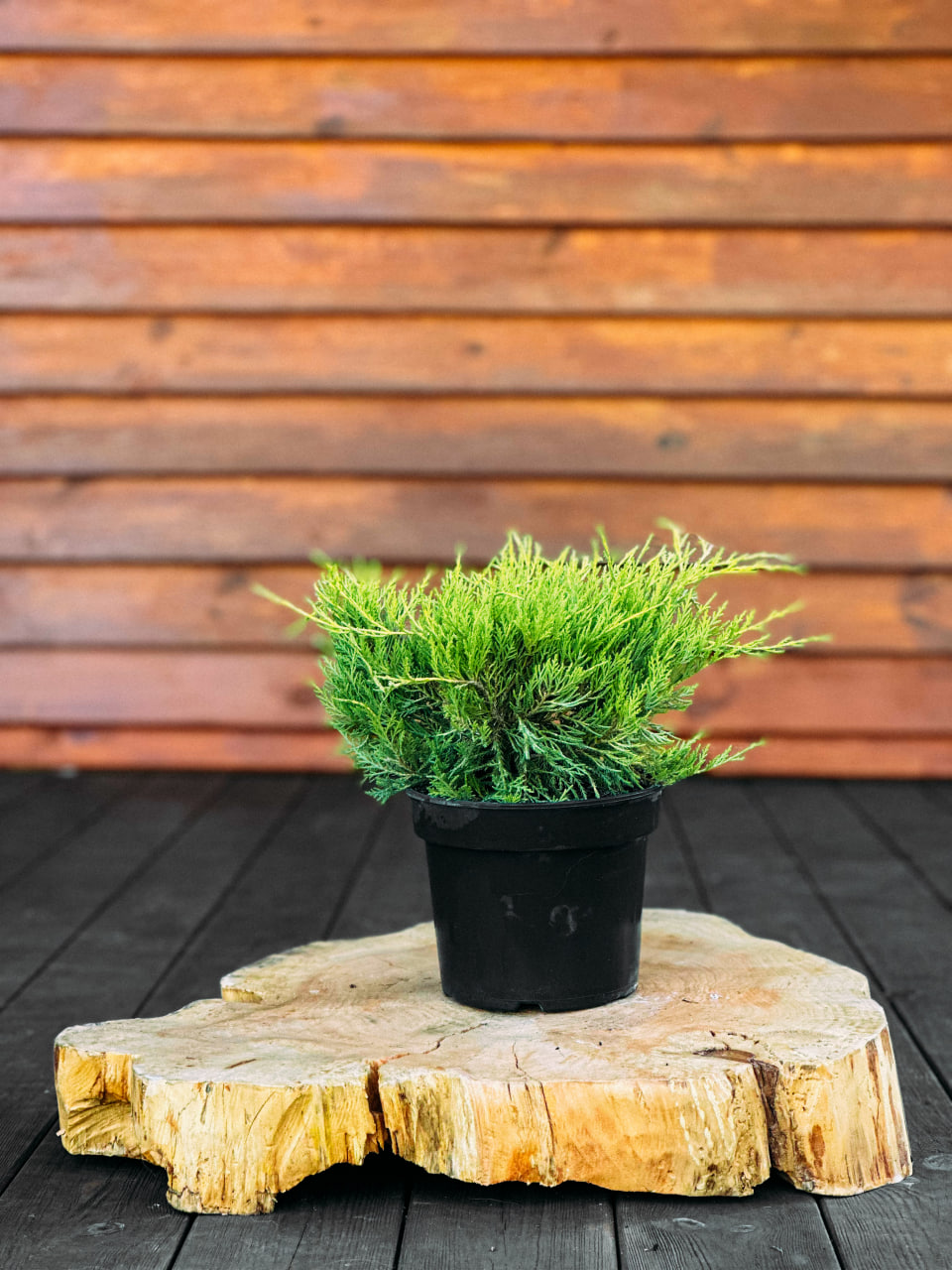 Ялівець прибережний "Олл Голд", Juniperus conferta Old Gold ( С2 Н20-25 )