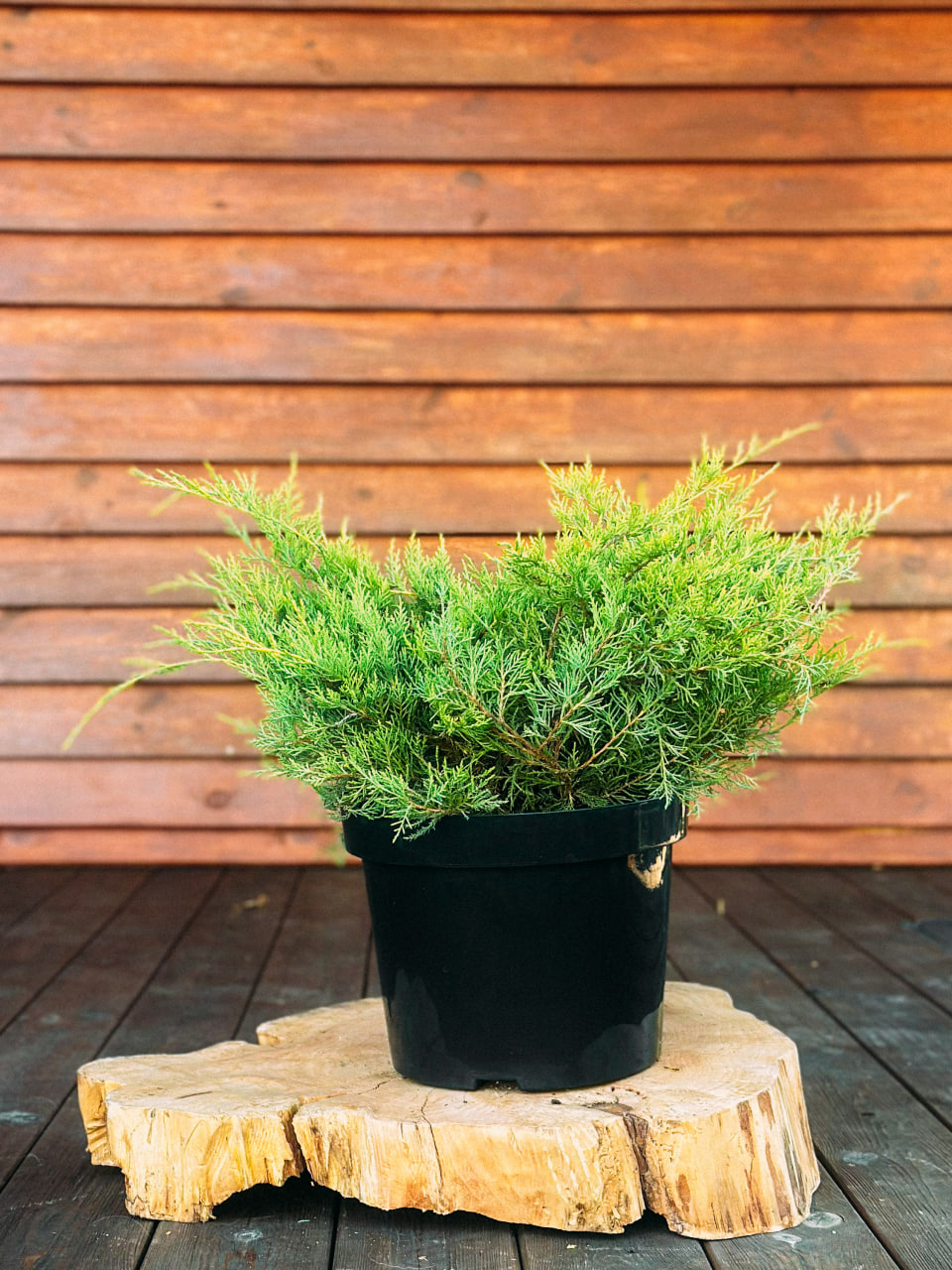 Ялівець середній "Кінг оф Спрінг", Juniperus x media 'King of Spring' С10 W60/70