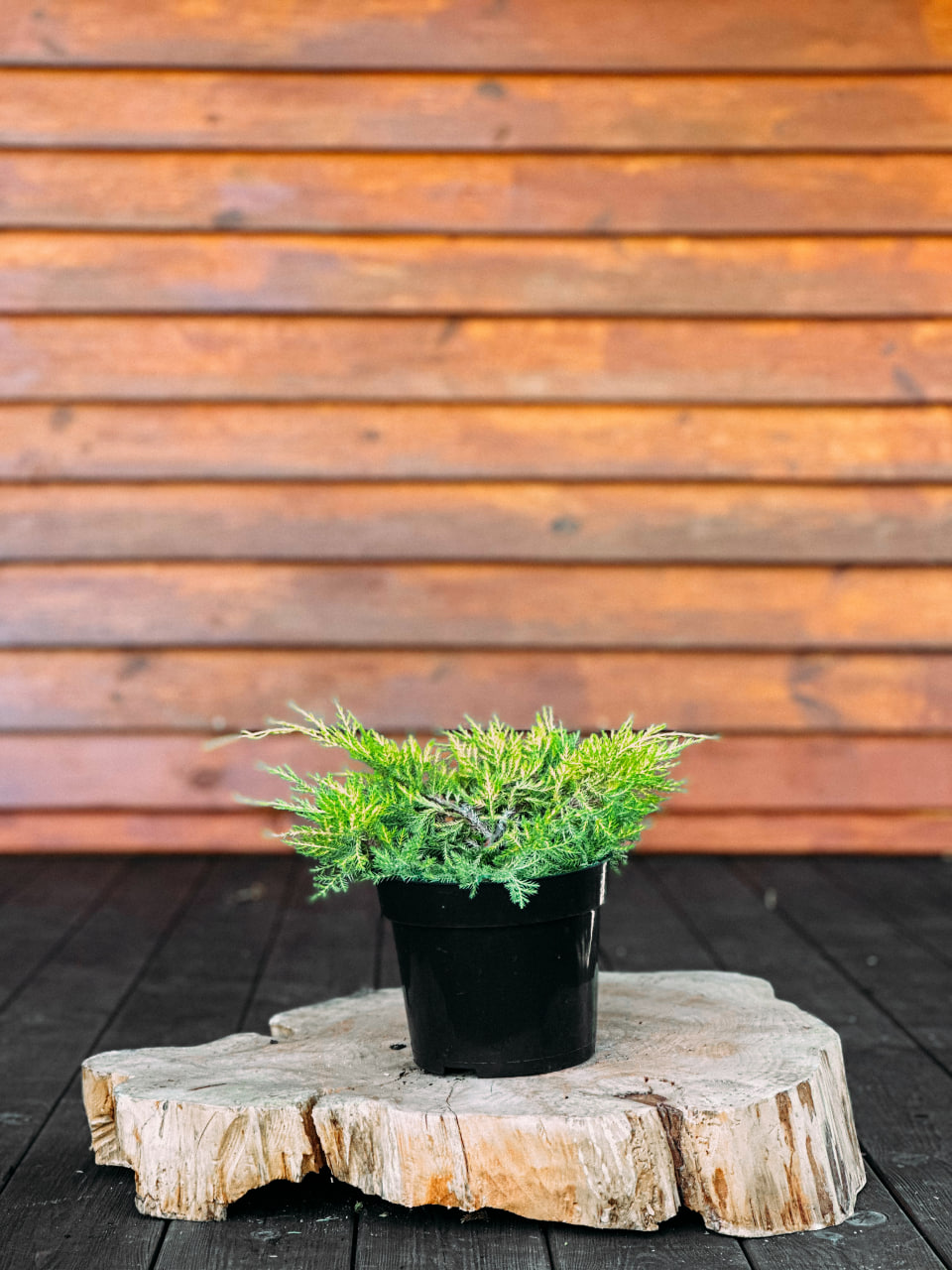 Ялівець середній 'Голд Стар', Juniperus media 'Gold Star' С3 W25/30
