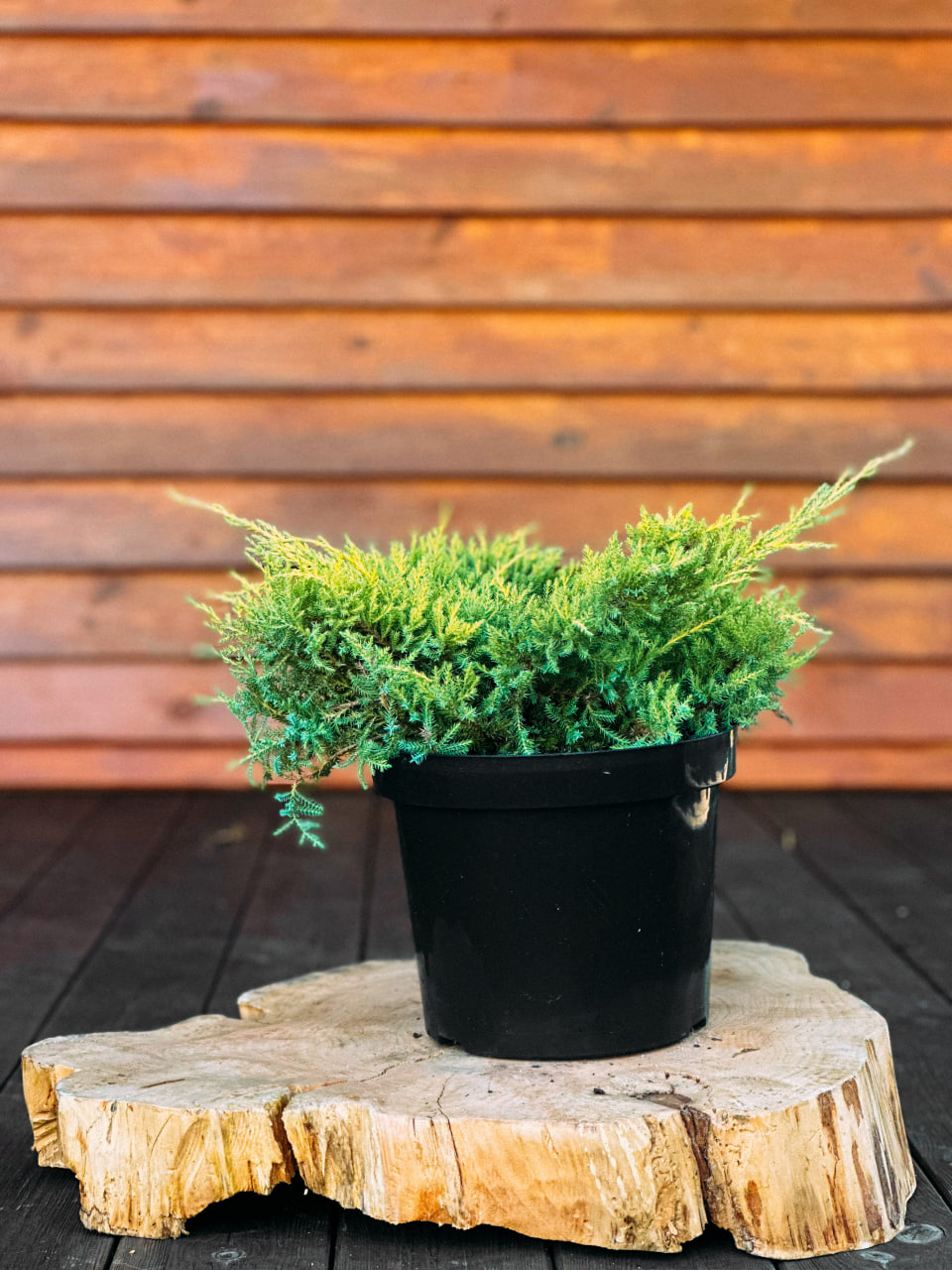 Ялівець середній 'Голд Стар', Juniperus media 'Gold Star' С5 W30