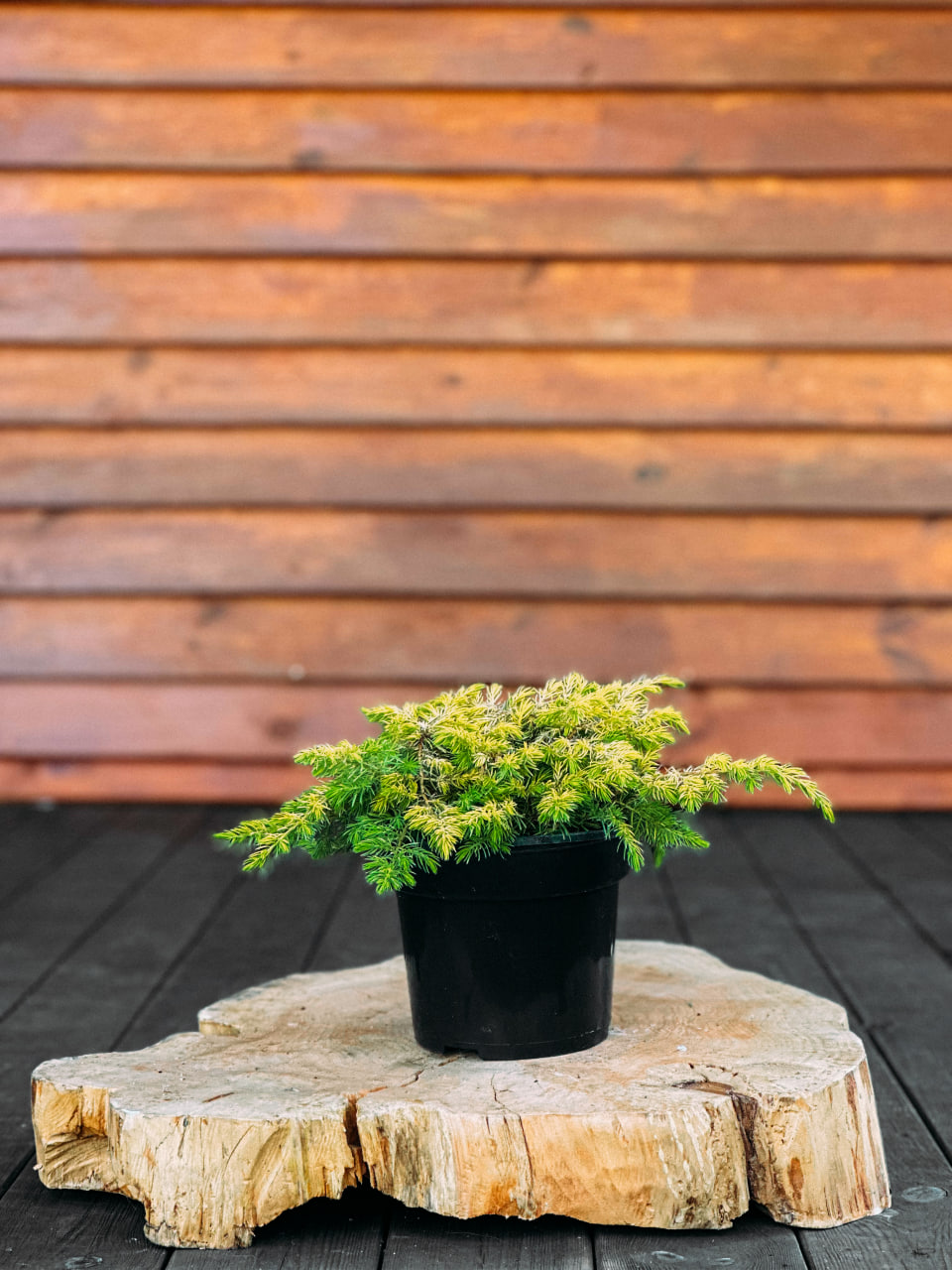 Ялівець прибережний "Алл Голд", Juniperus conferta All Gold C2, W20-25