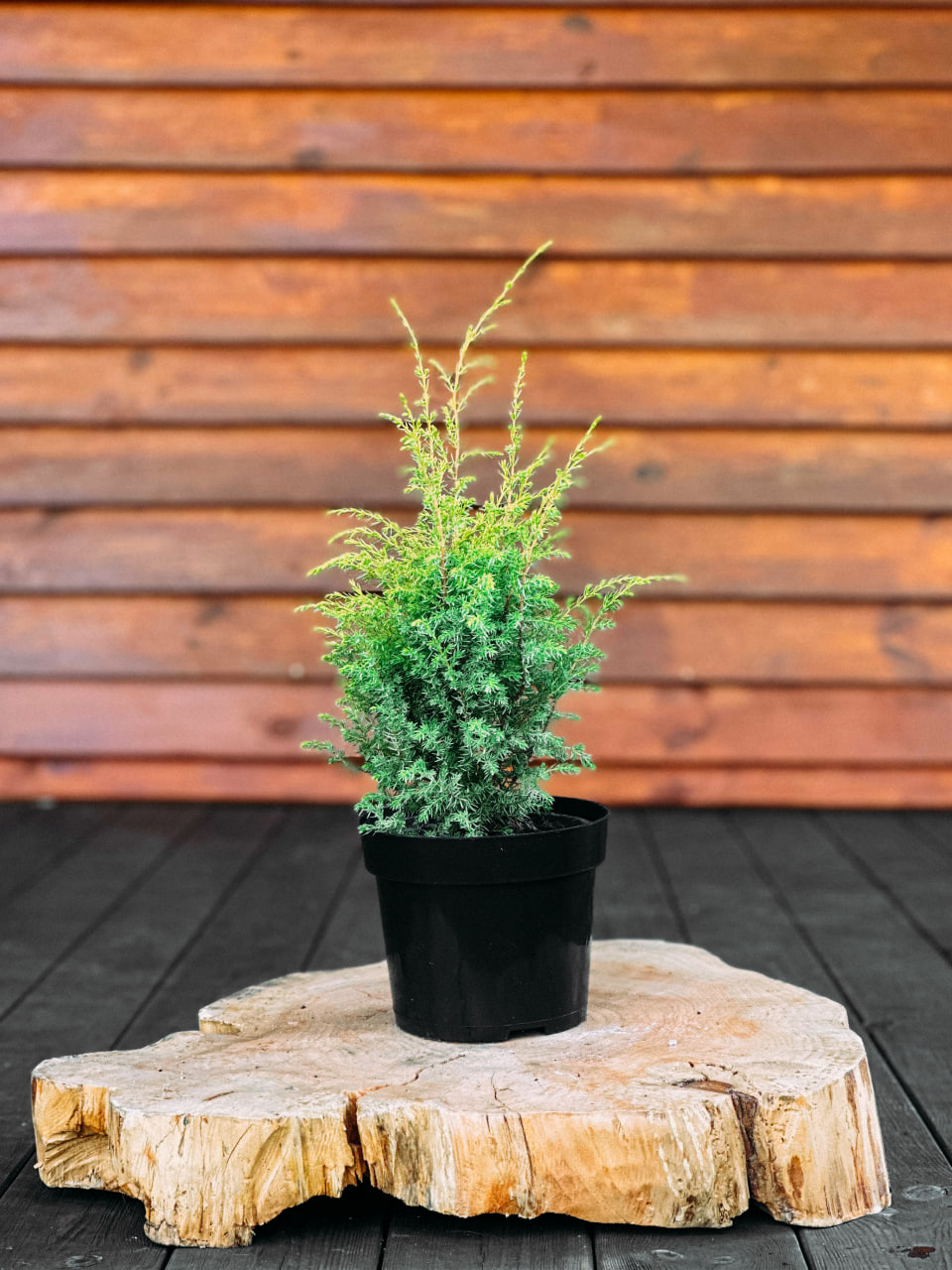 Ялівець звичайний 'Голд Кон', Juniperus communis 'Gold Cone' С3 Н40/50