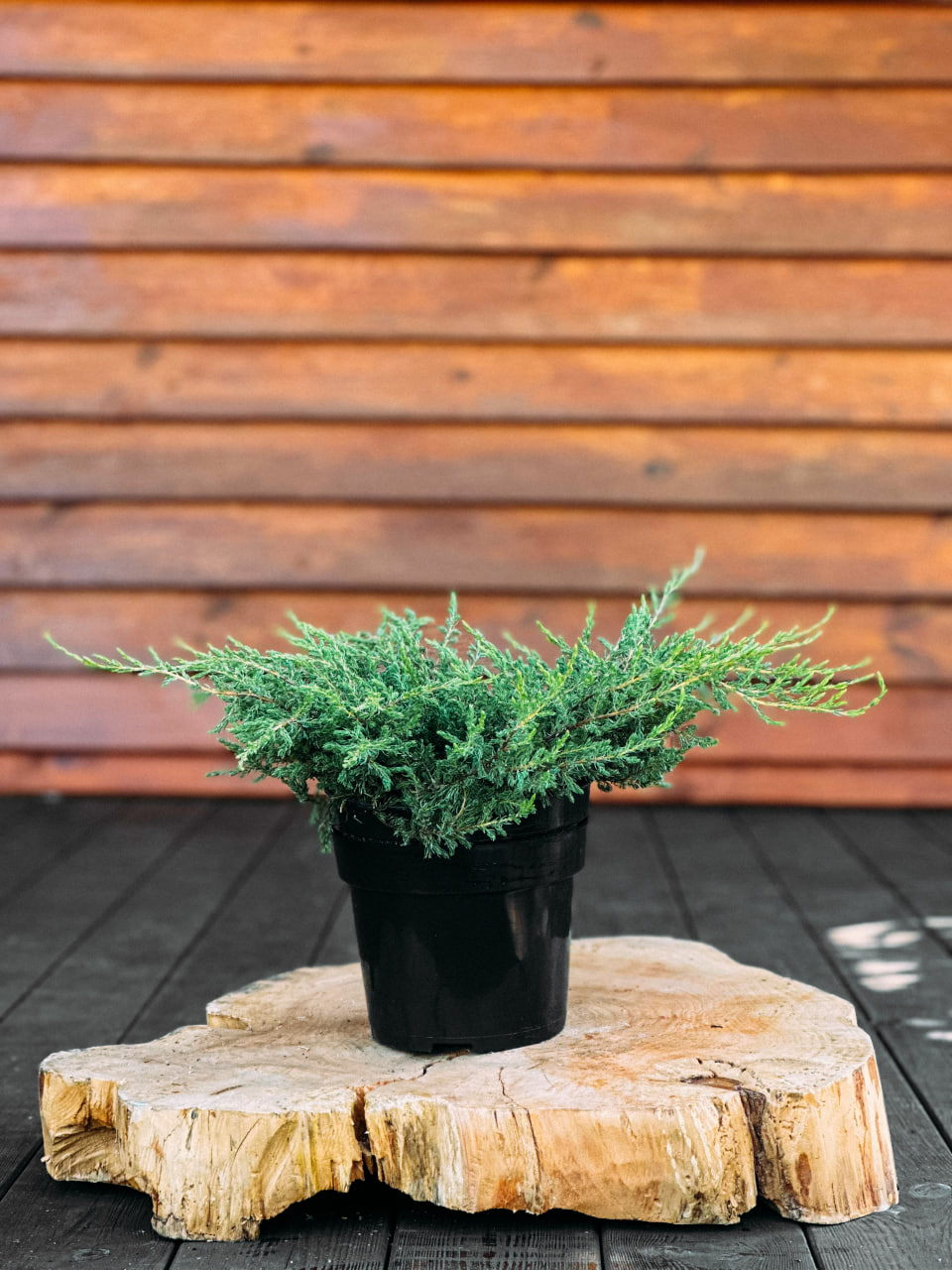 Ялівець звичайний «Репанда», Juniperus communis «Repanda» С2 W25/30