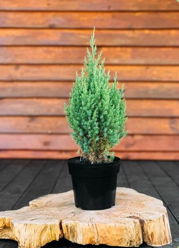 Ялівець китайський 'Стрікта', Juniperus Chinensis 'Stricta' С3 Н20