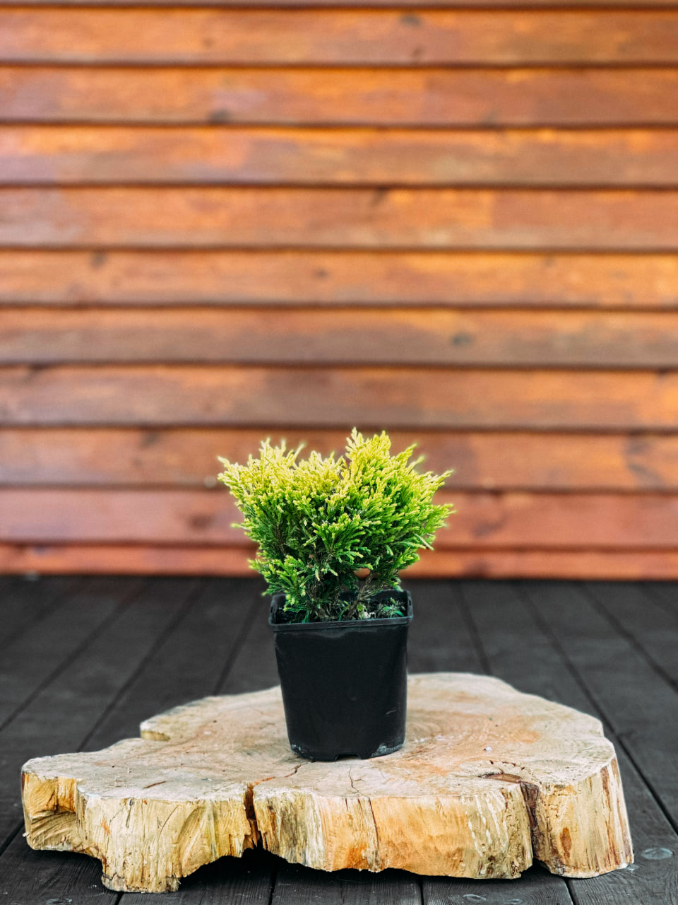 Ялівець повзучий 'Лайм Глоу', Juniperus horizontalis 'Lime Glow' С7.5 W25/30
