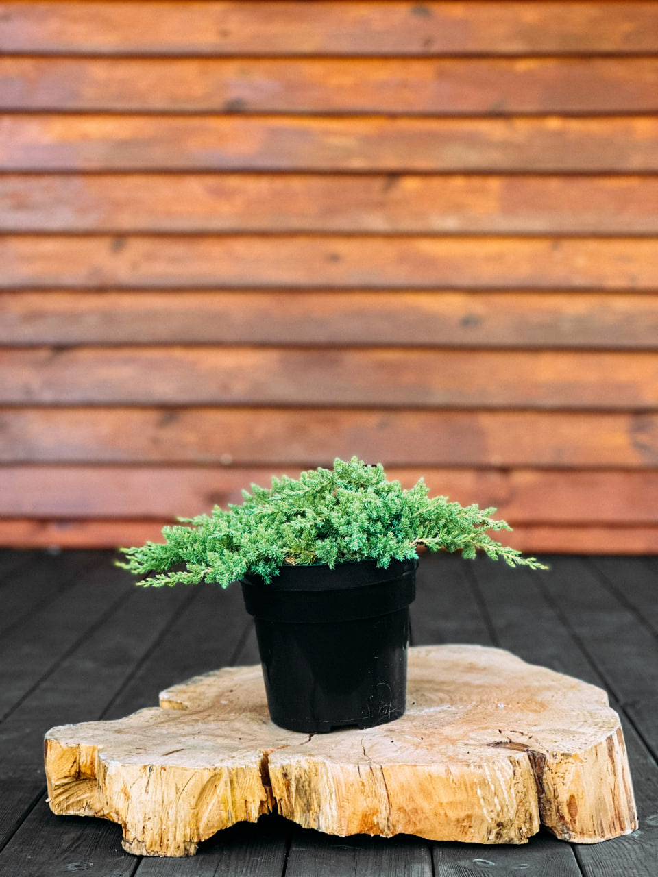 Ялiвець лежачий 'Прокумбенс Нана', Juniperus 'Procumbens Nana' С2 W20