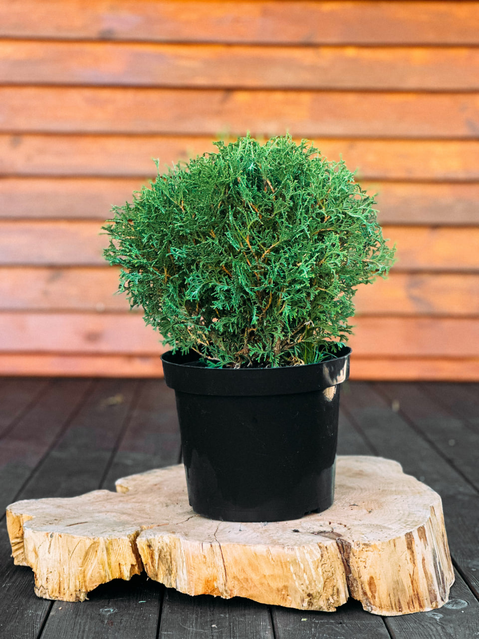 Туя західна "Тіні Тім", Thuja occidentalis Tiny Tim С5 Н30/35