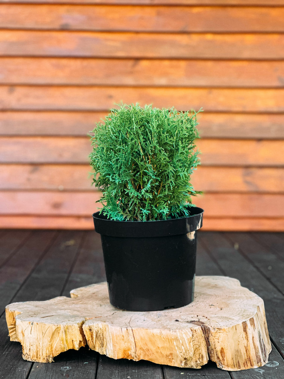 Туя західна "Літл Гіант", Thuja occidentalis 'Little Giant' С3 Н15