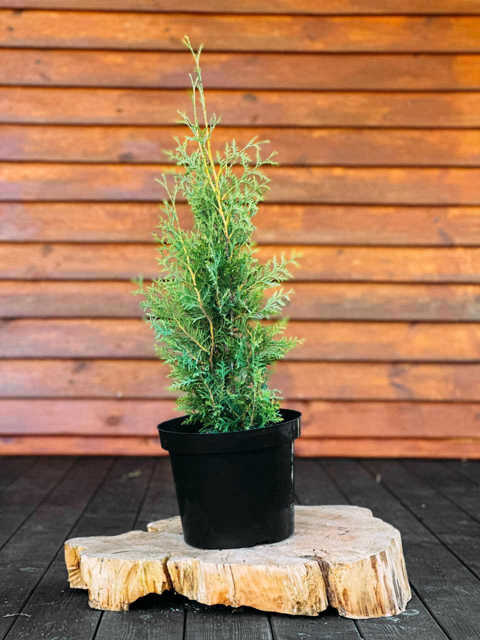 Туя західна `Брабант`, Thuja occidentalis `Brabant` С3 Н40/50