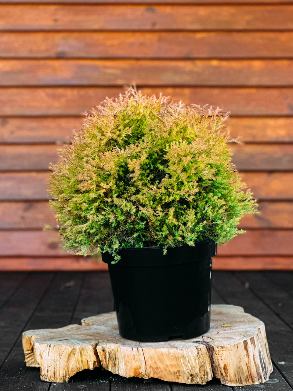 Туя західна "Фаєр Чіф", Thuja occidentalis "Fire Chief" ( С7.5 Н40+ )