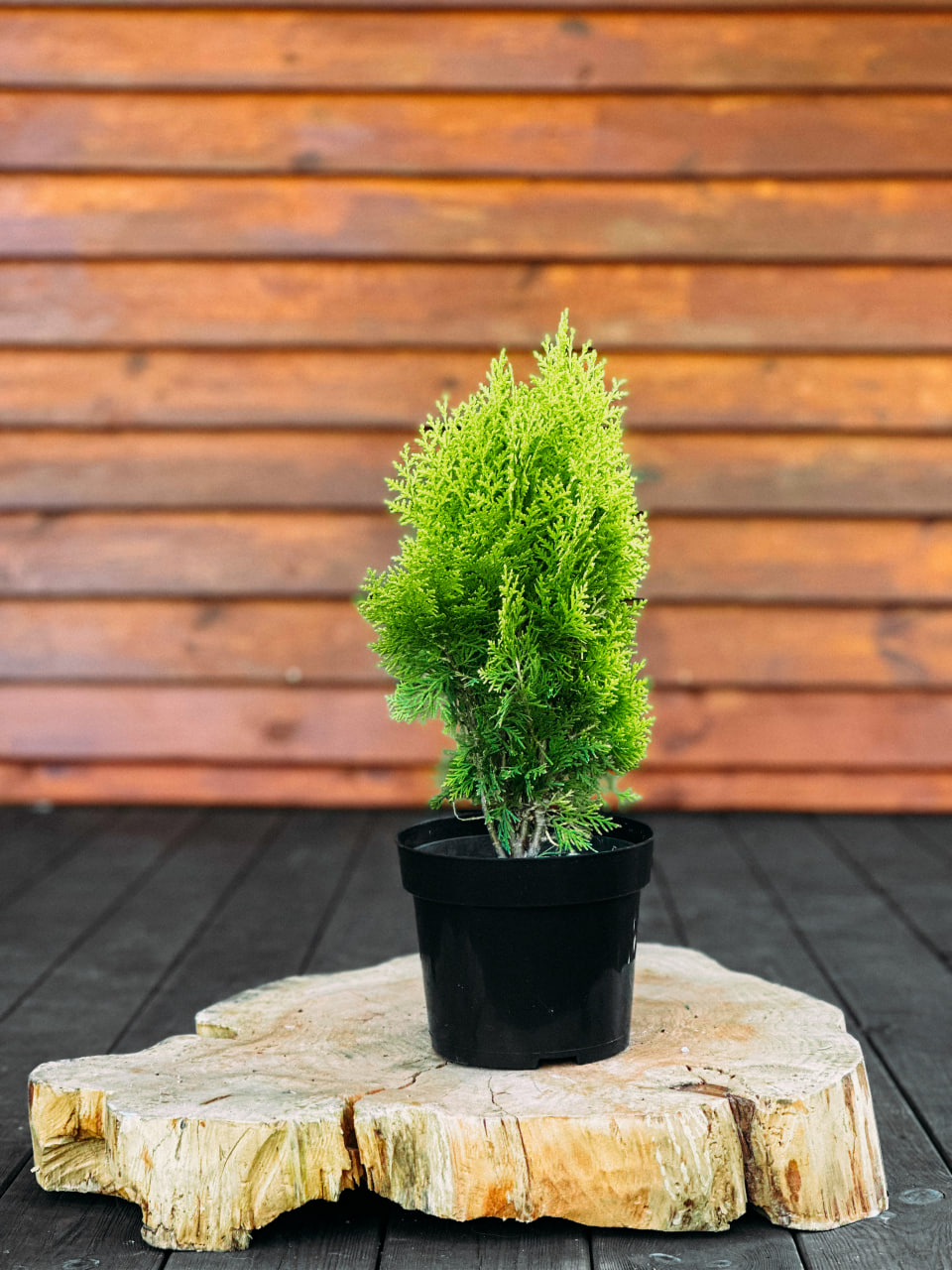 Туя східна "Ауреа Нана", Thuja orientalis 'Aurea Nana' С3 Н35/40